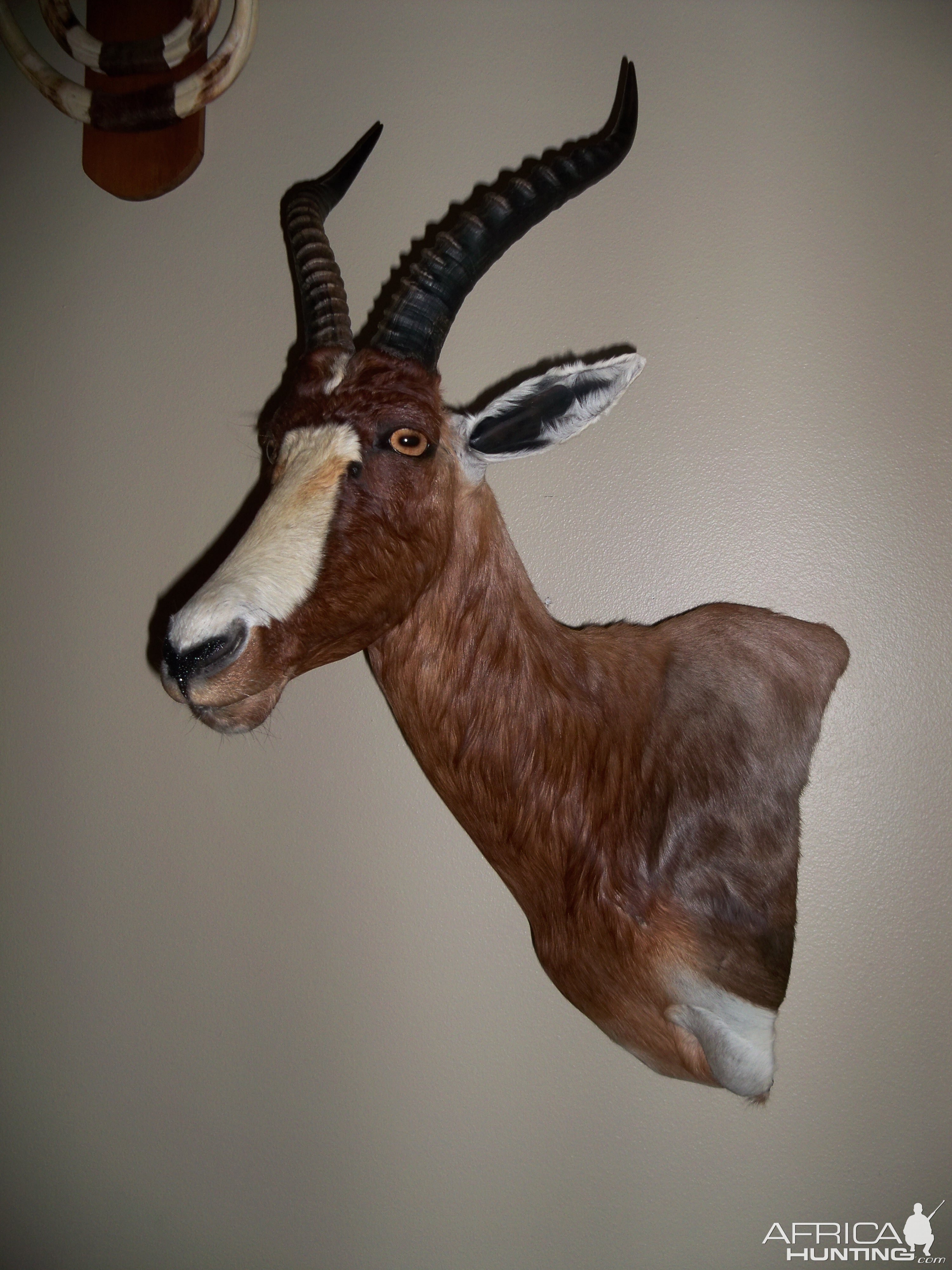 Blesbok Shoulder Mount Taxidermy