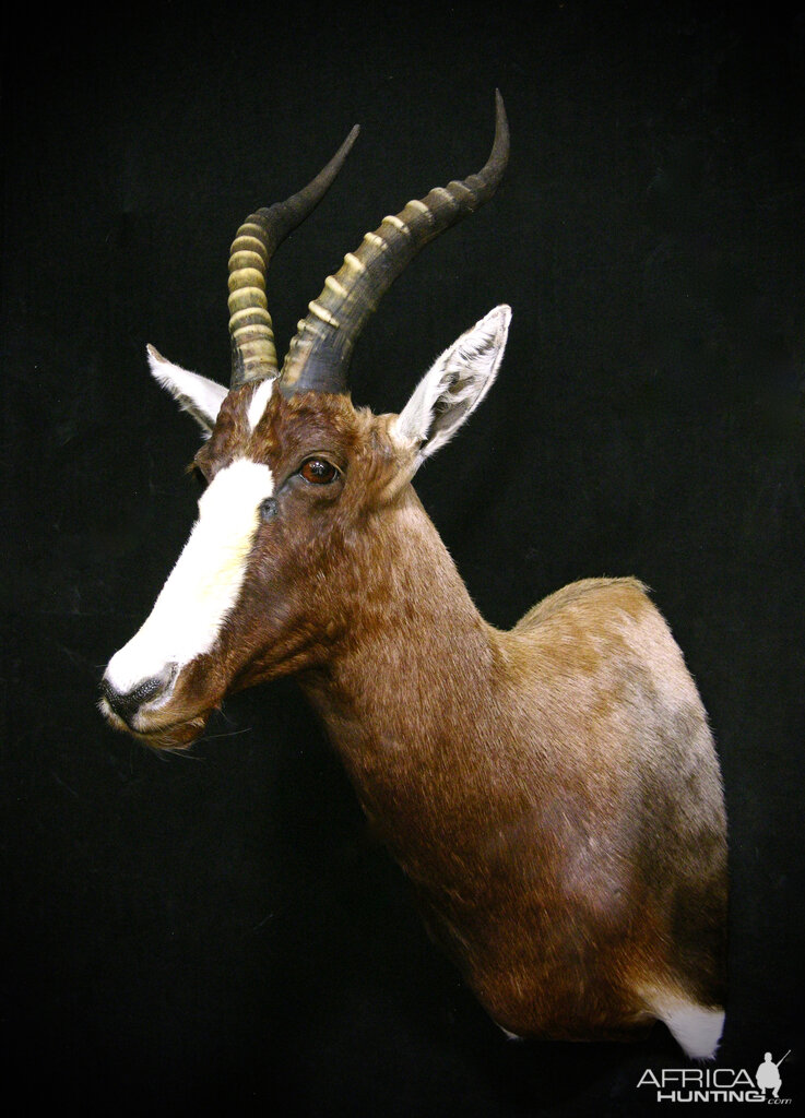 Blesbok Shoulder Mount Taxidermy