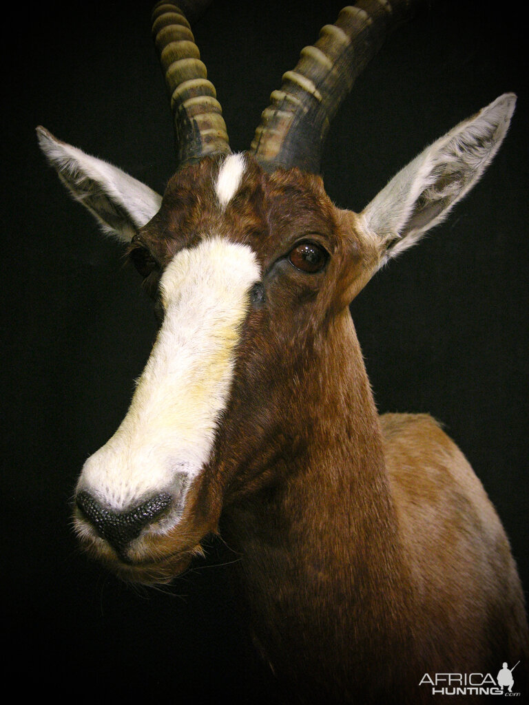 Blesbok Shoulder Mount Taxidermy