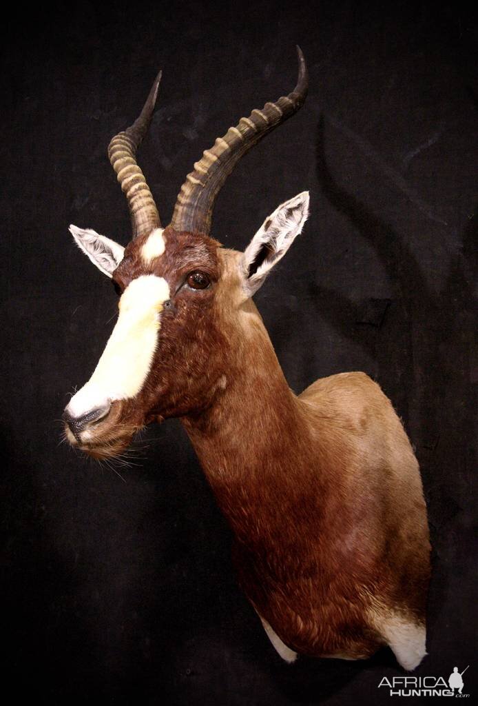 Blesbok Shoulder Mount Taxidermy