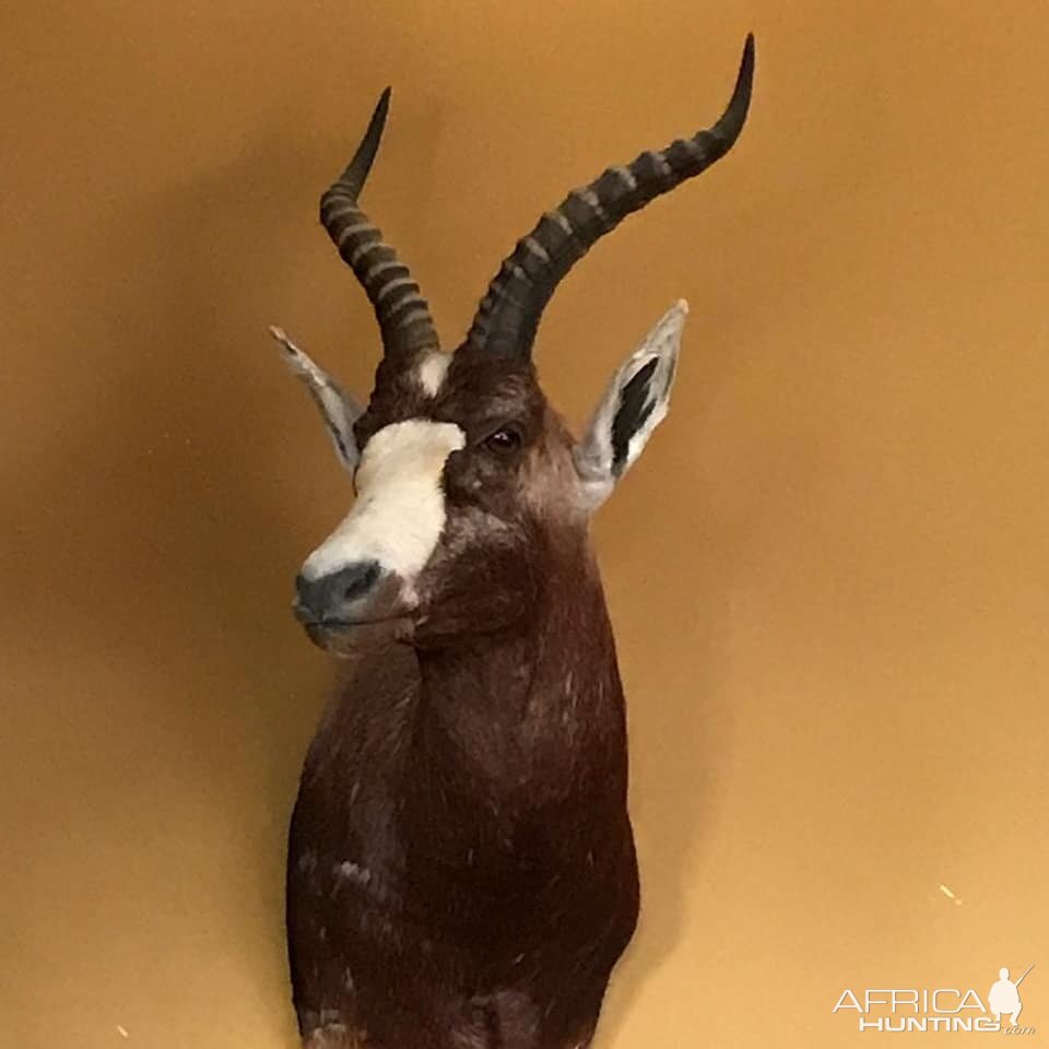 Blesbok Shoulder Mount Taxidermy