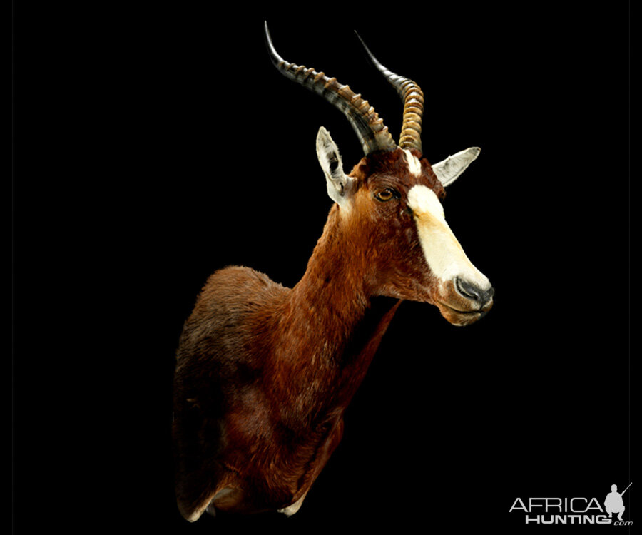 Blesbok Shoulder Mount Taxidermy