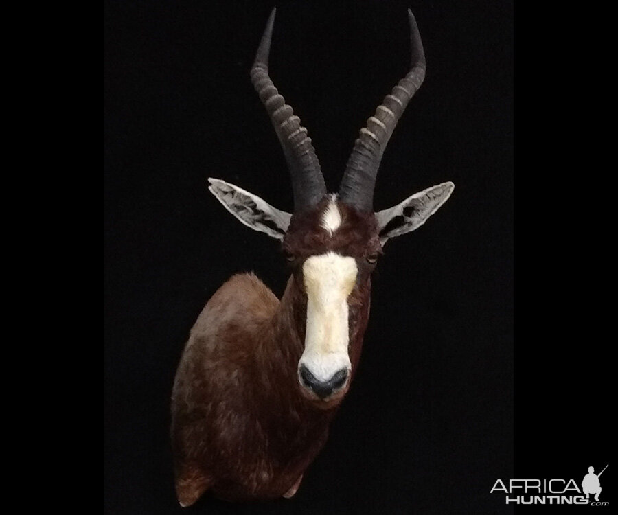 Blesbok Shoulder Mount Taxidermy