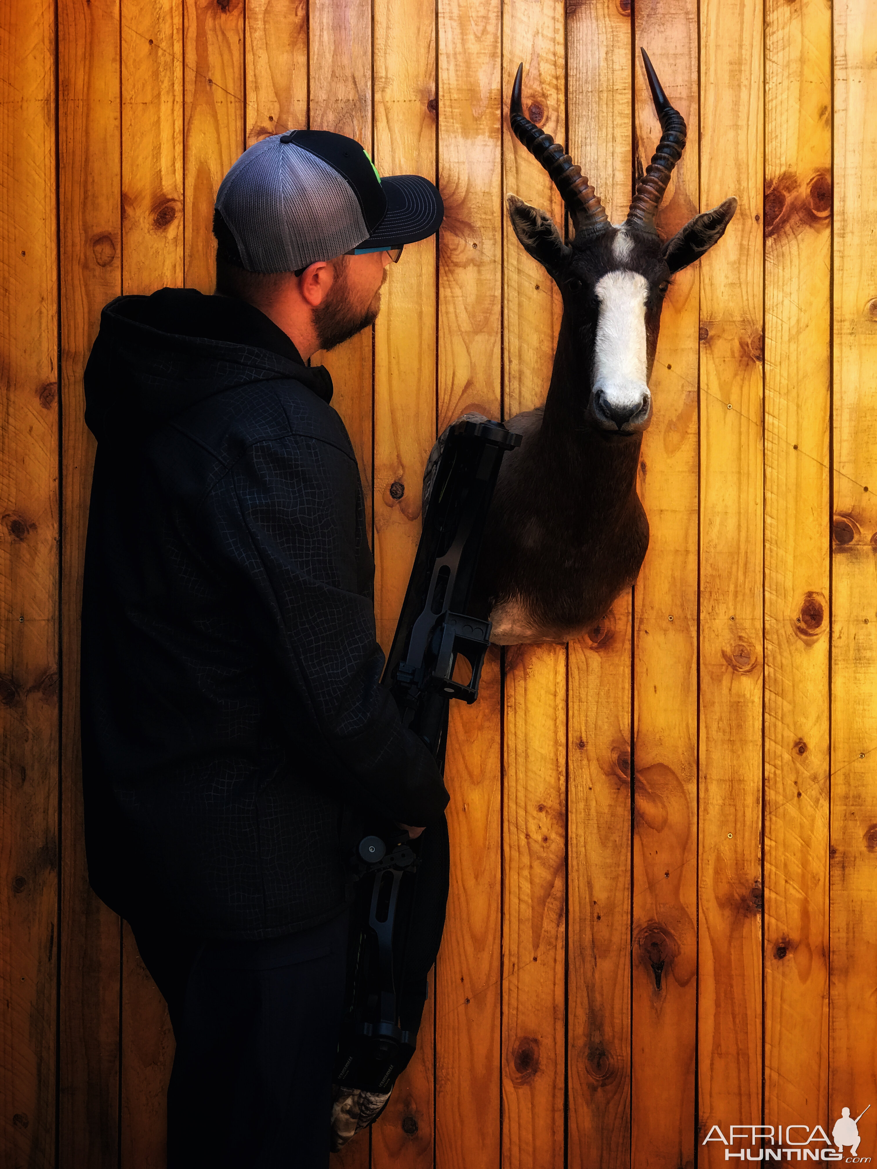 Blesbok Shoulder Mount Taxidermy