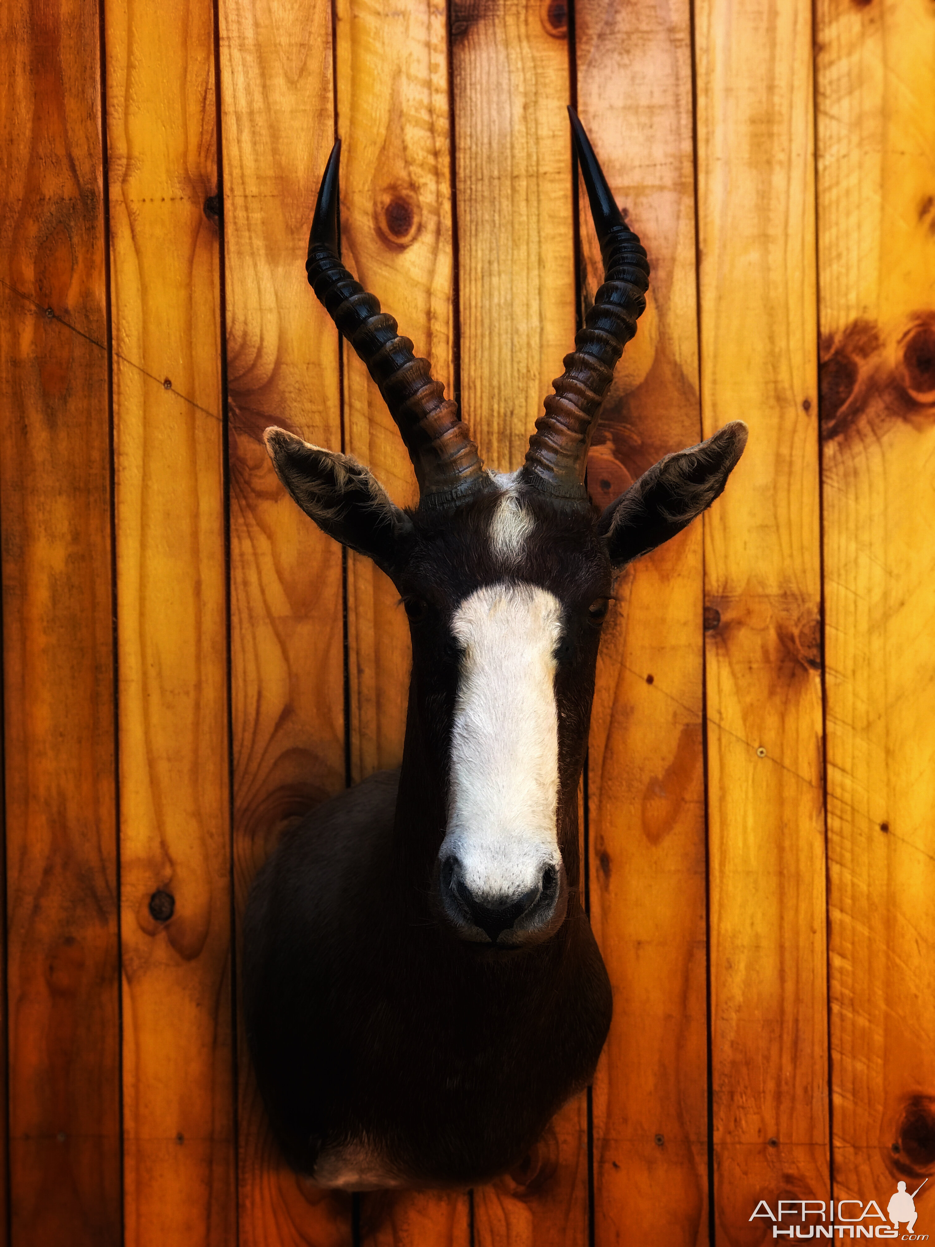 Blesbok Shoulder Mount Taxidermy