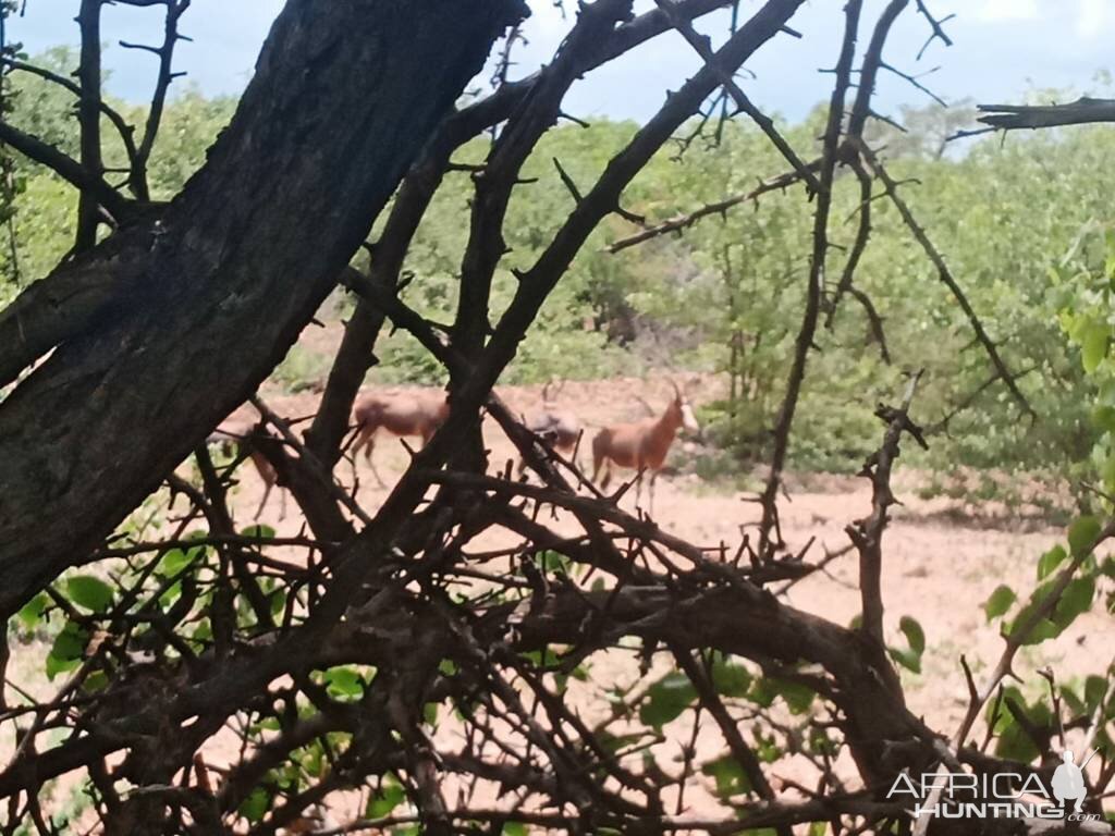 Blesbok South Africa