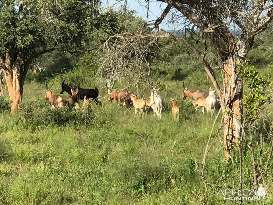 Blesbok South Africa