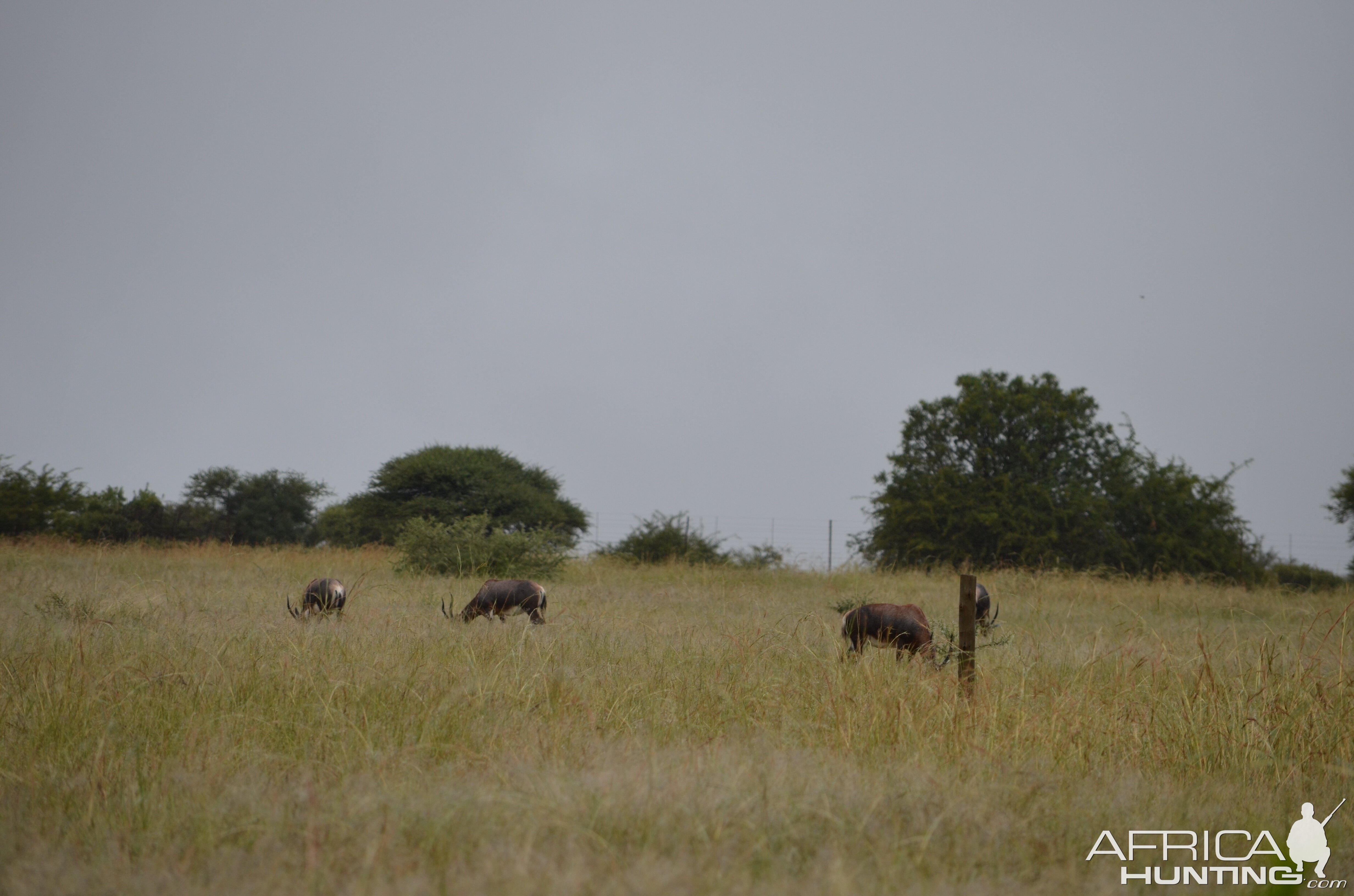 Blesbok South Africa