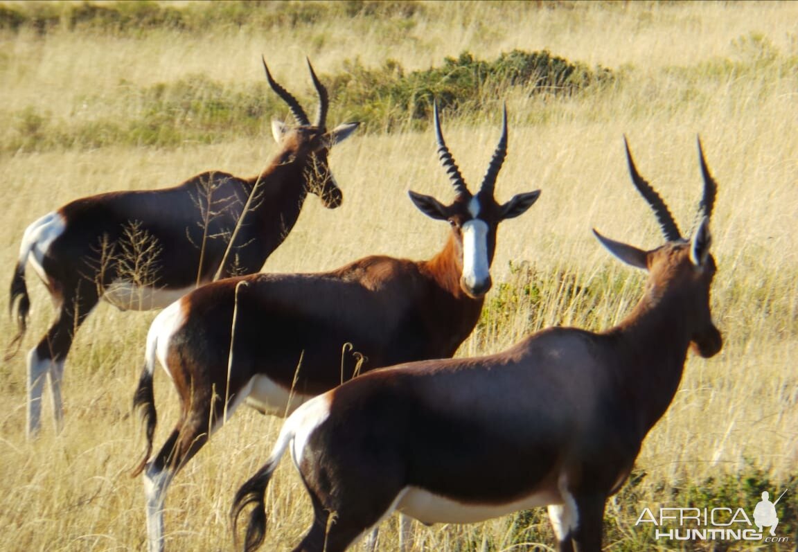 Blesbok South Africa