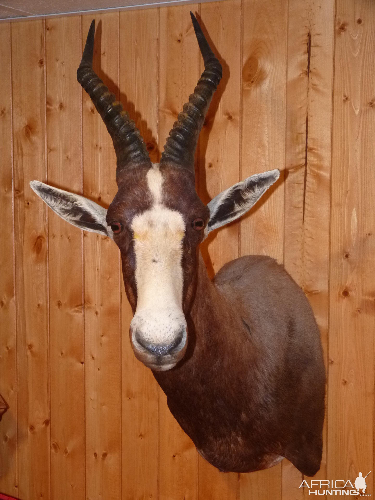 Blesbok Taxidermy