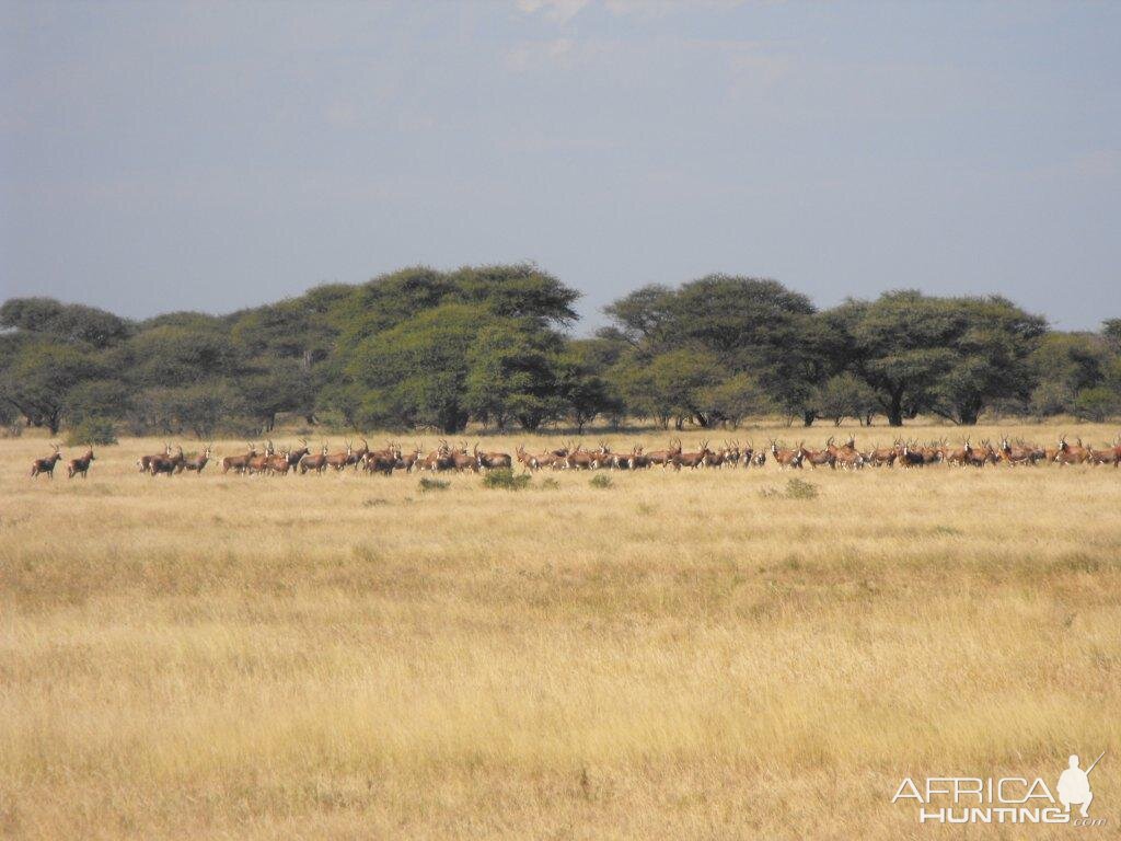 Blesbok Terrain and sightings Hartzview Hunting Safaris