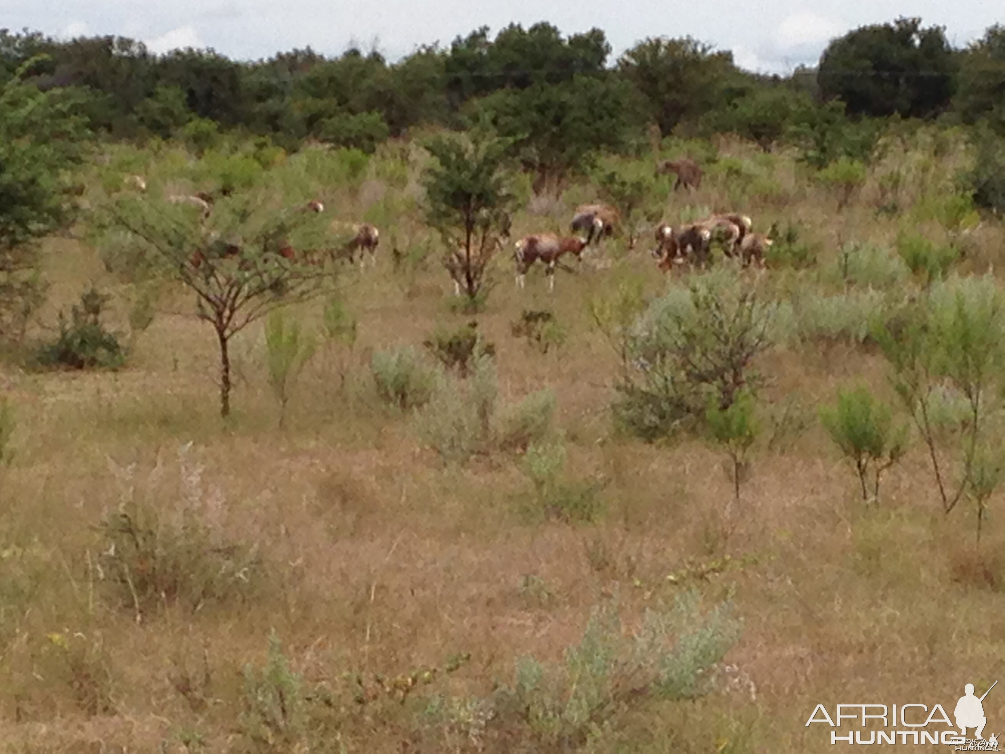 Blesbok