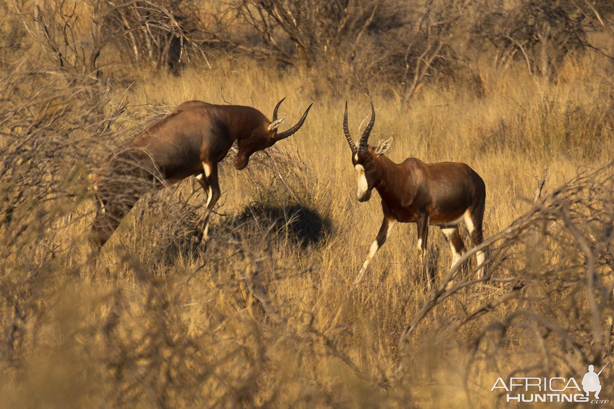 Blesbok