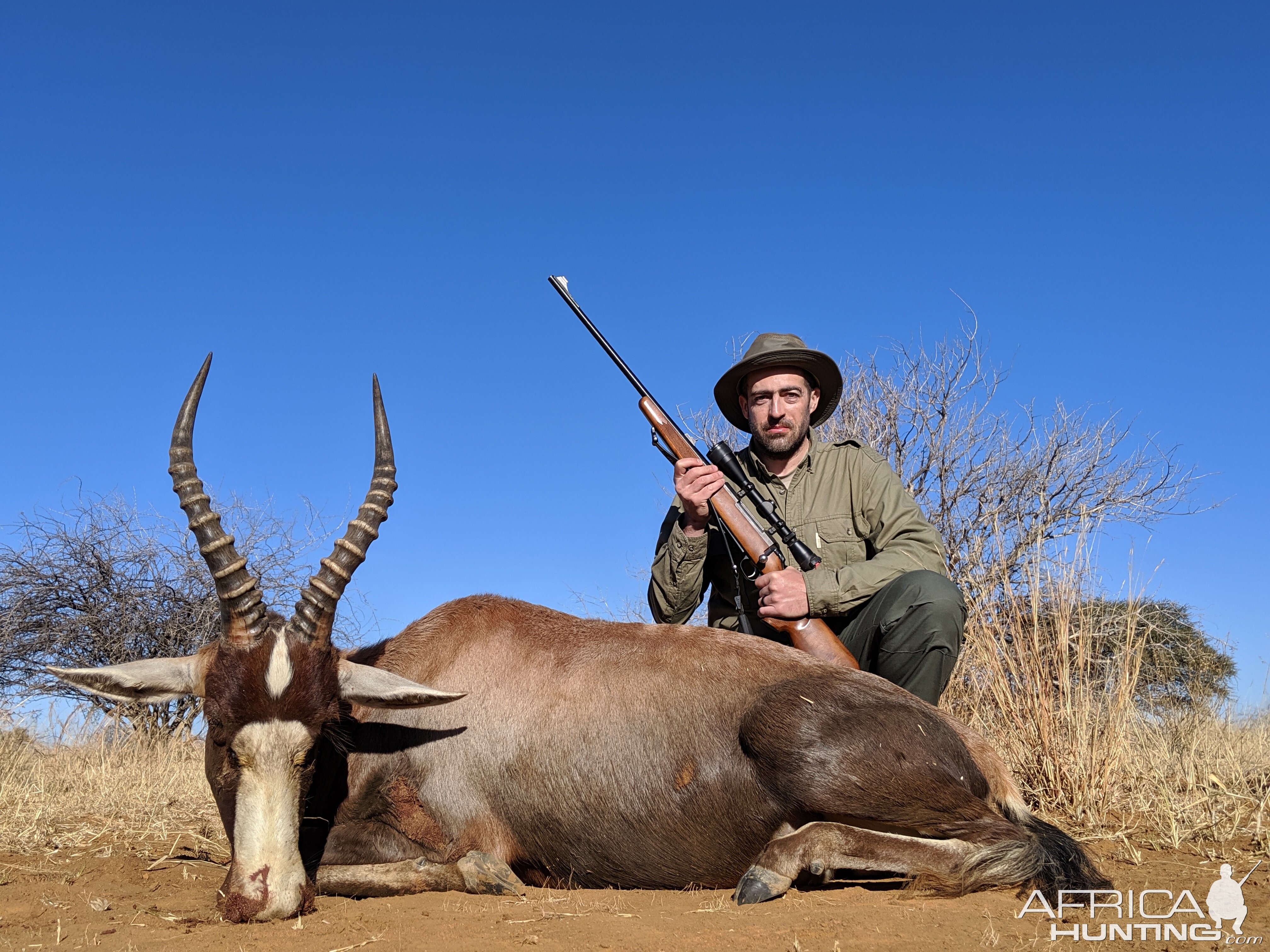 Blesbok