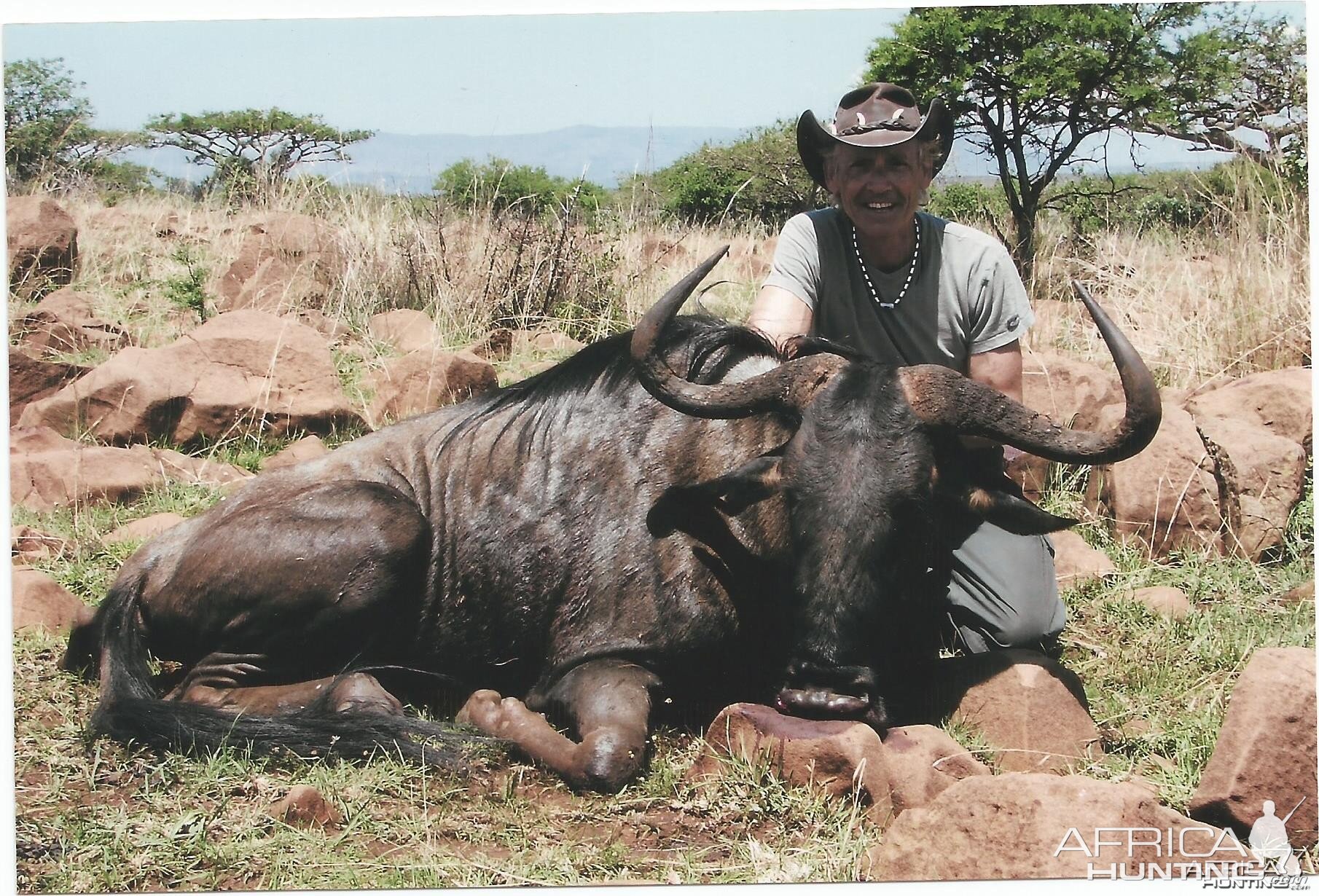 Bliue Wildebeest