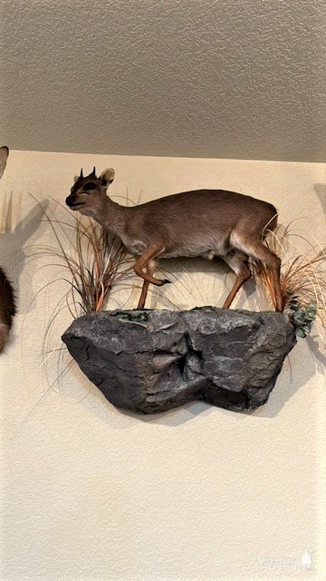 Blue Duiker Full Mount Taxidermy