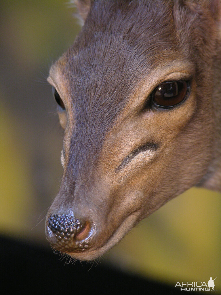 Blue Duiker Full Mount Taxidermy