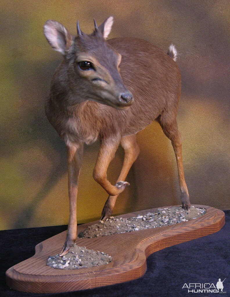 Blue Duiker Full Mount Taxidermy