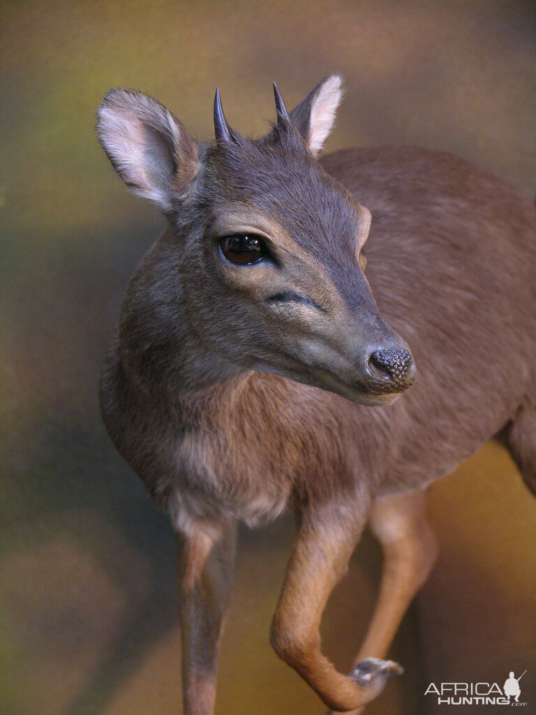 Blue Duiker Full Mount Taxidermy