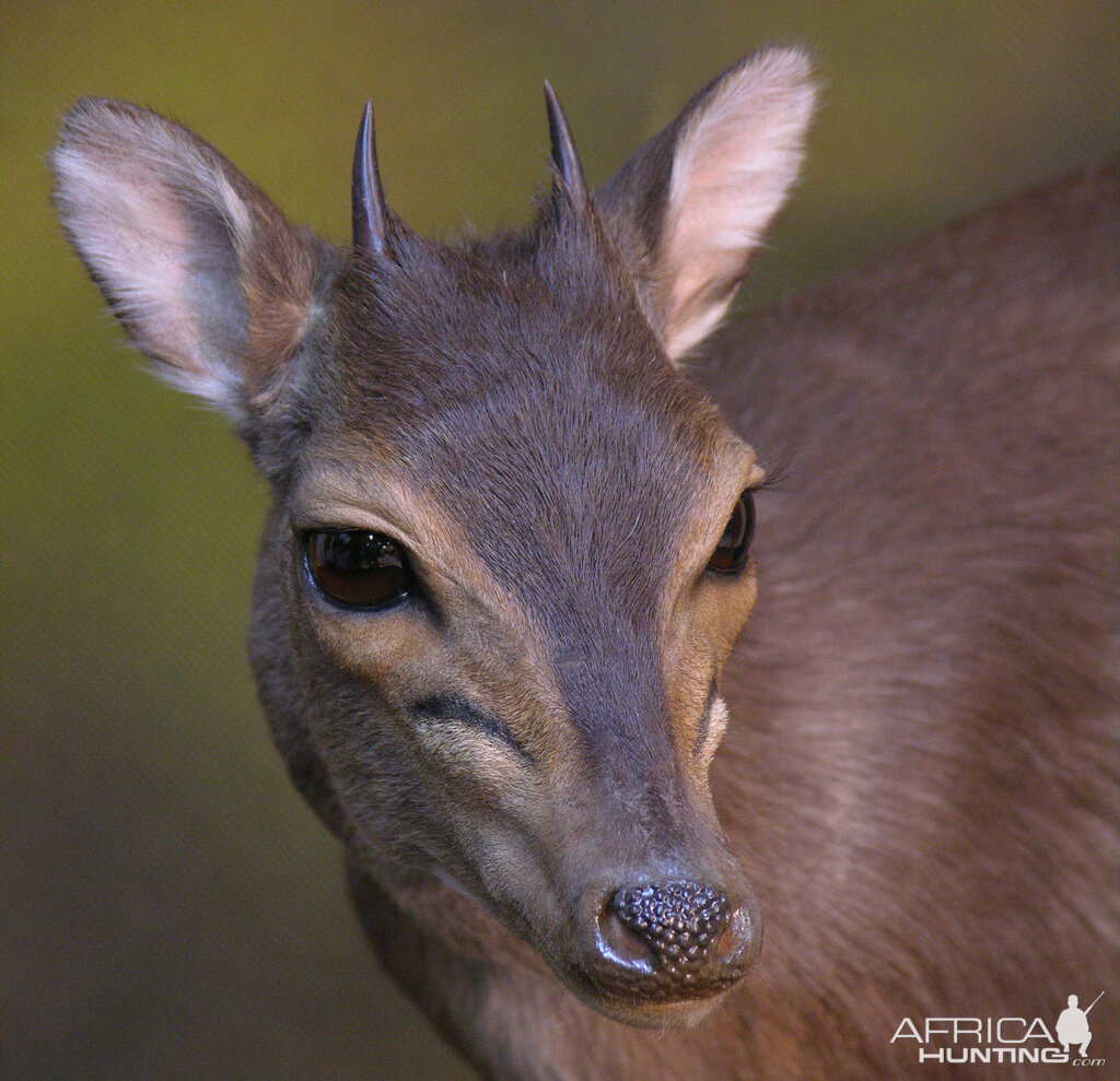 Blue Duiker Full Mount Taxidermy