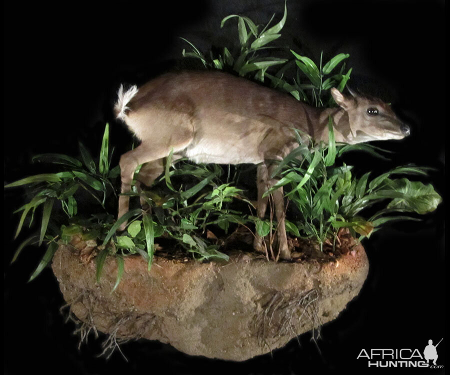 Blue Duiker Full Mount Taxidermy