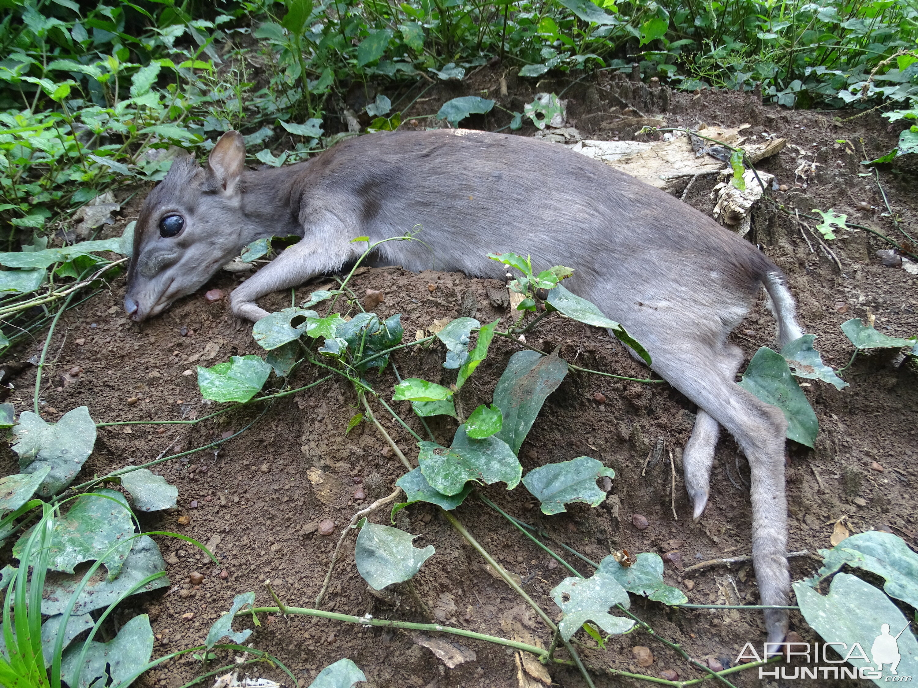 Blue Duiker Hunt in Congo