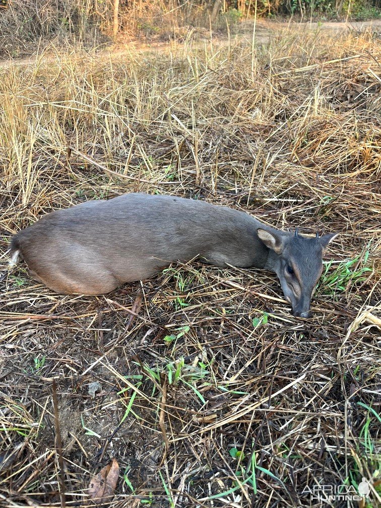 Blue Duiker Hunt Takeri Private Reserve Zambia