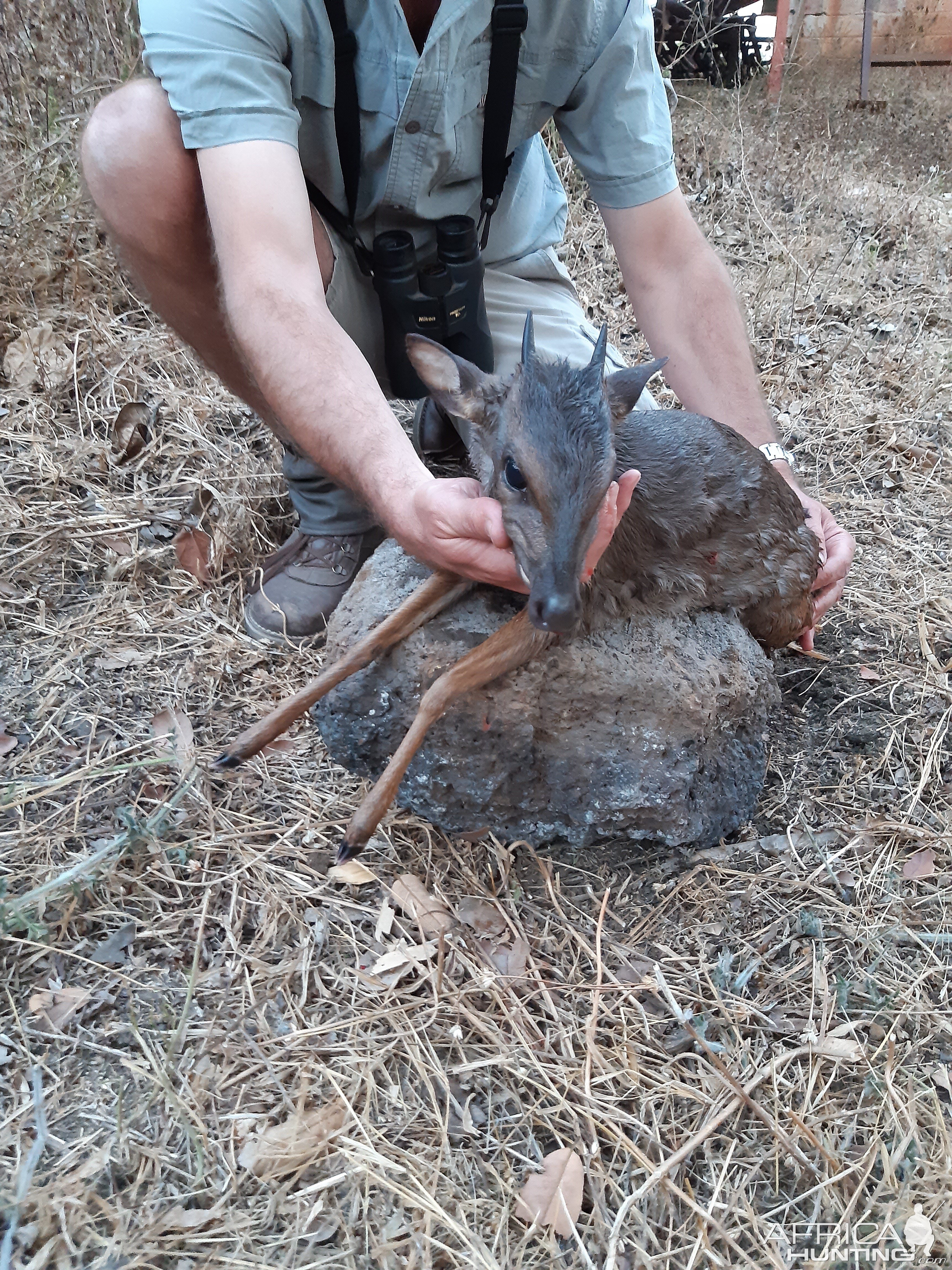 Blue Duiker Hunt Zambia