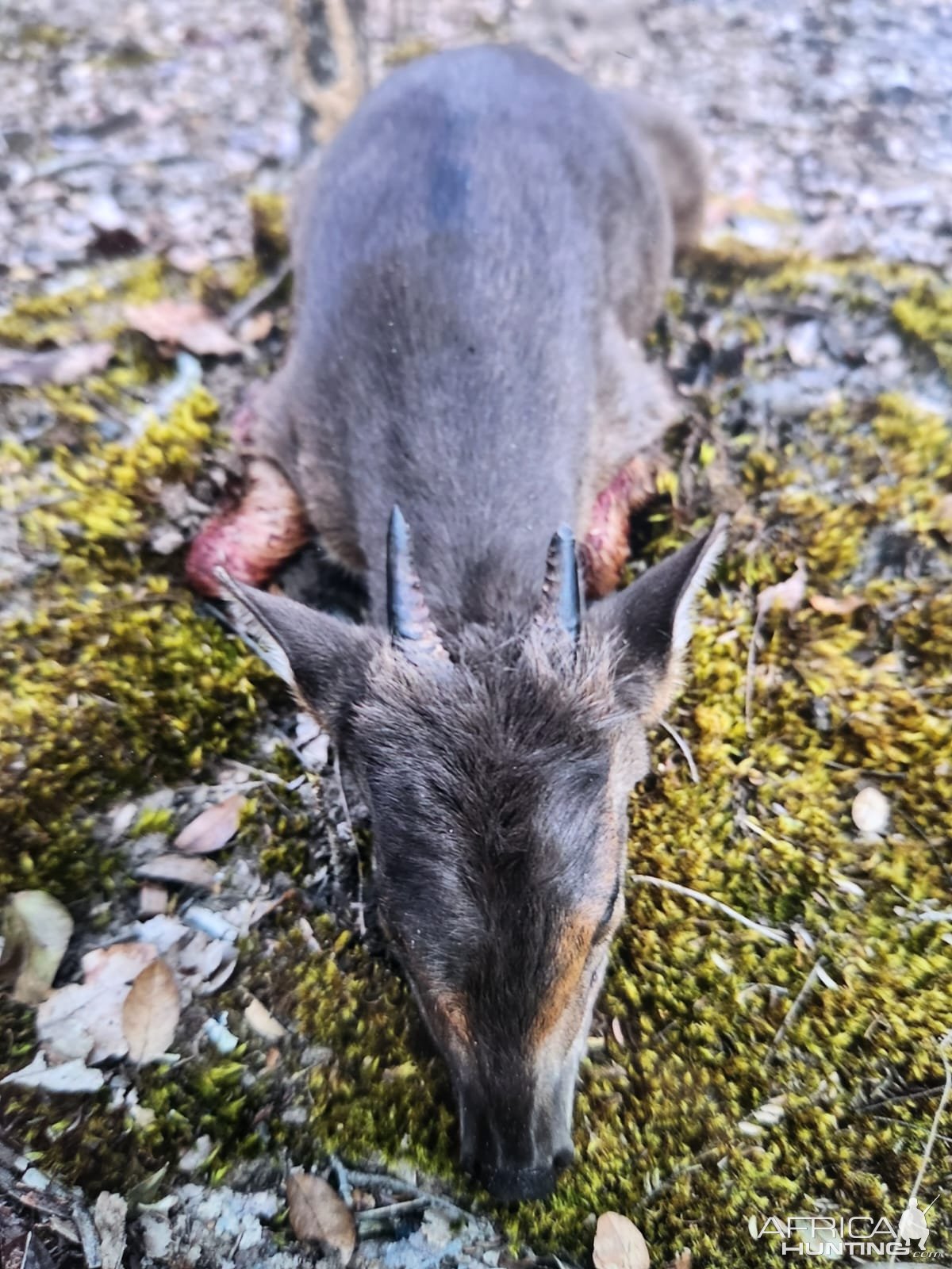 Blue Duiker Hunt Zambia