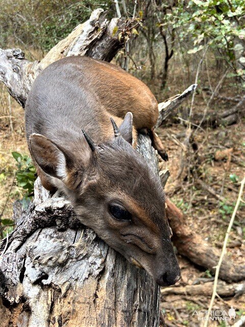 Blue Duiker Hunting Zambia