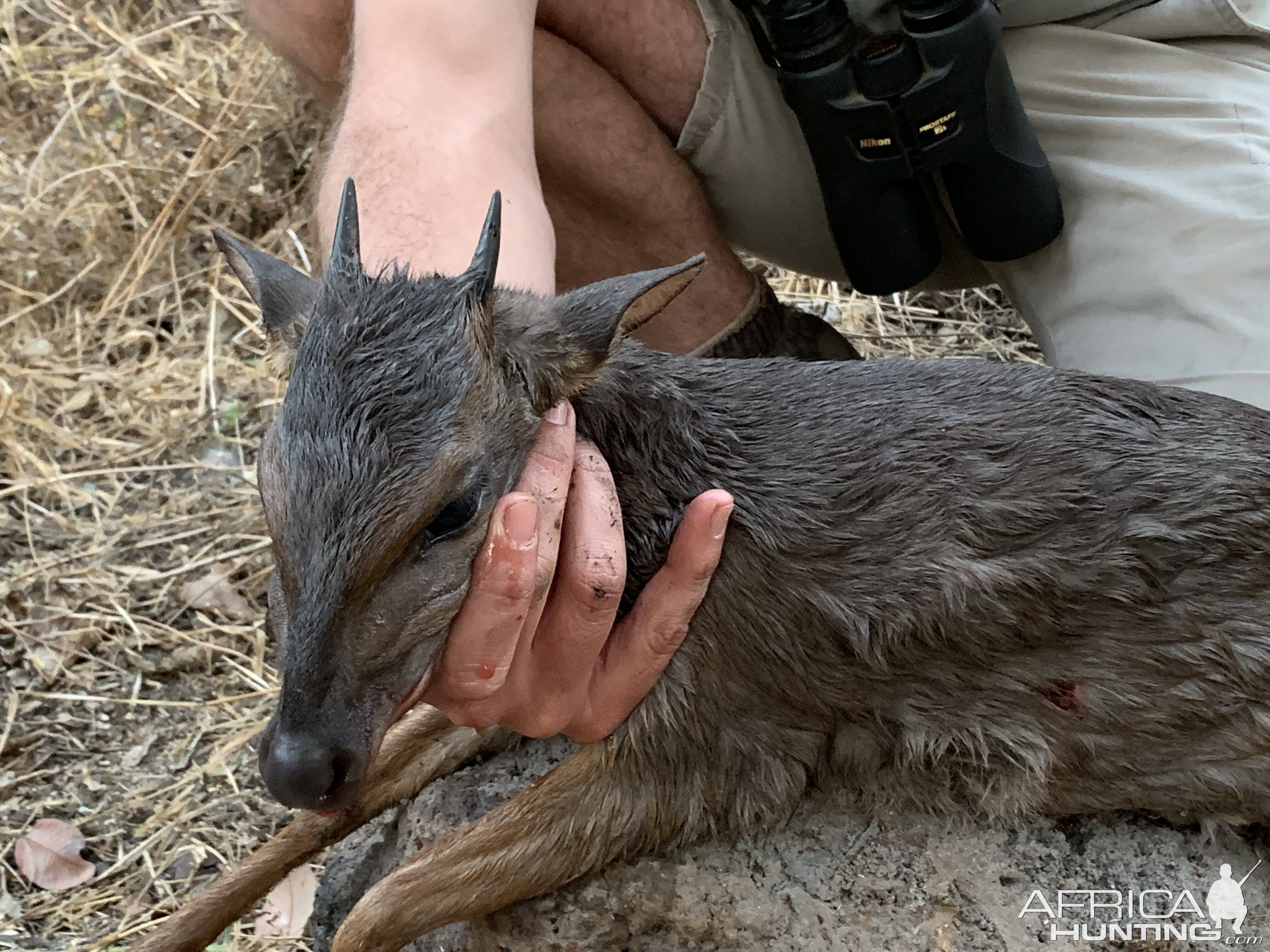 Blue Duiker Hunting Zambia