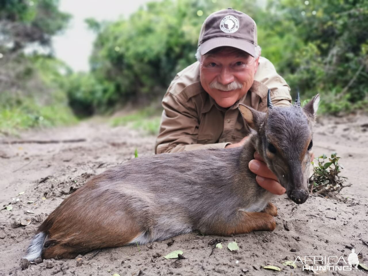 Blue Duiker Hunting