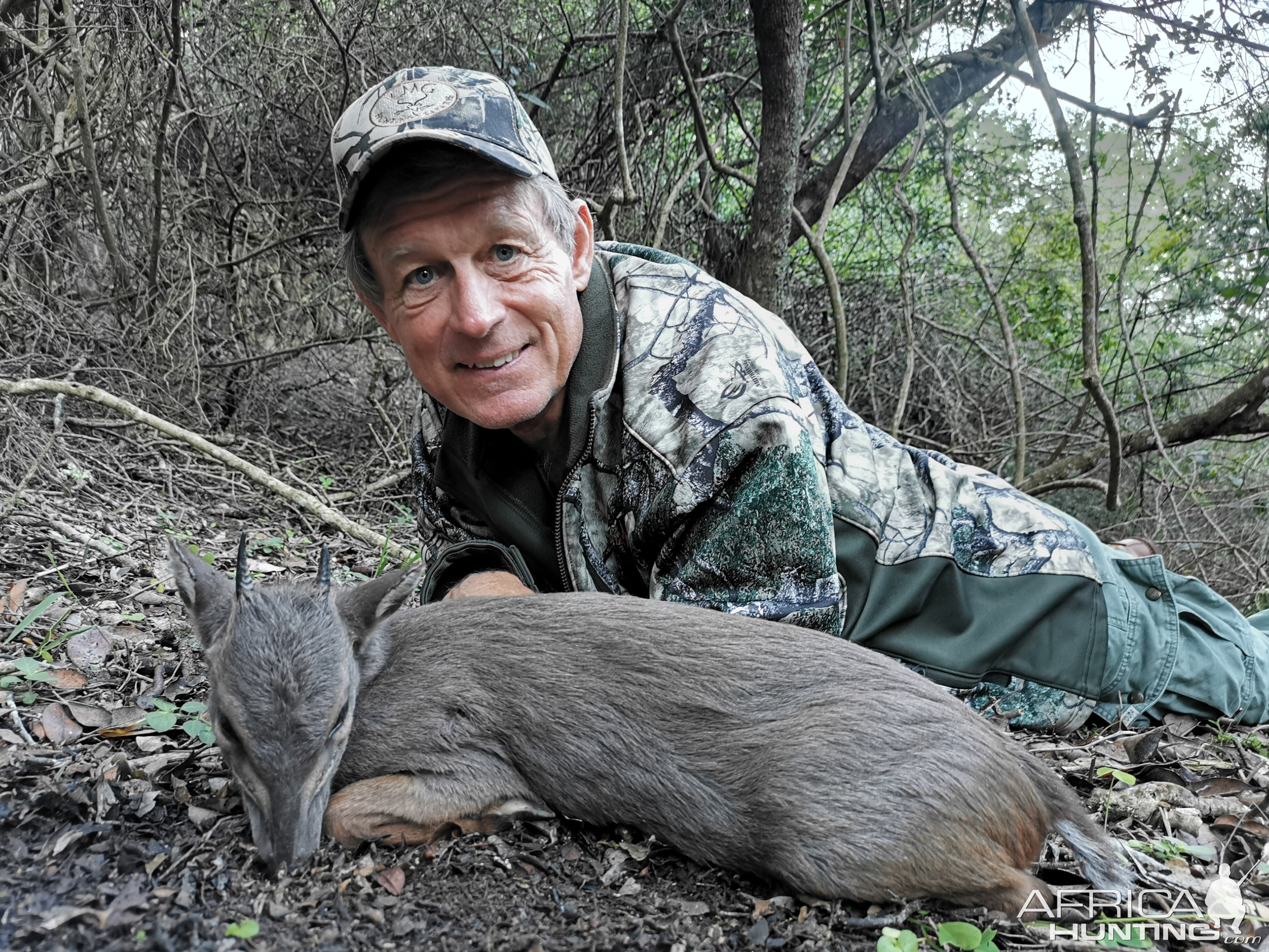 Blue Duiker Hunting