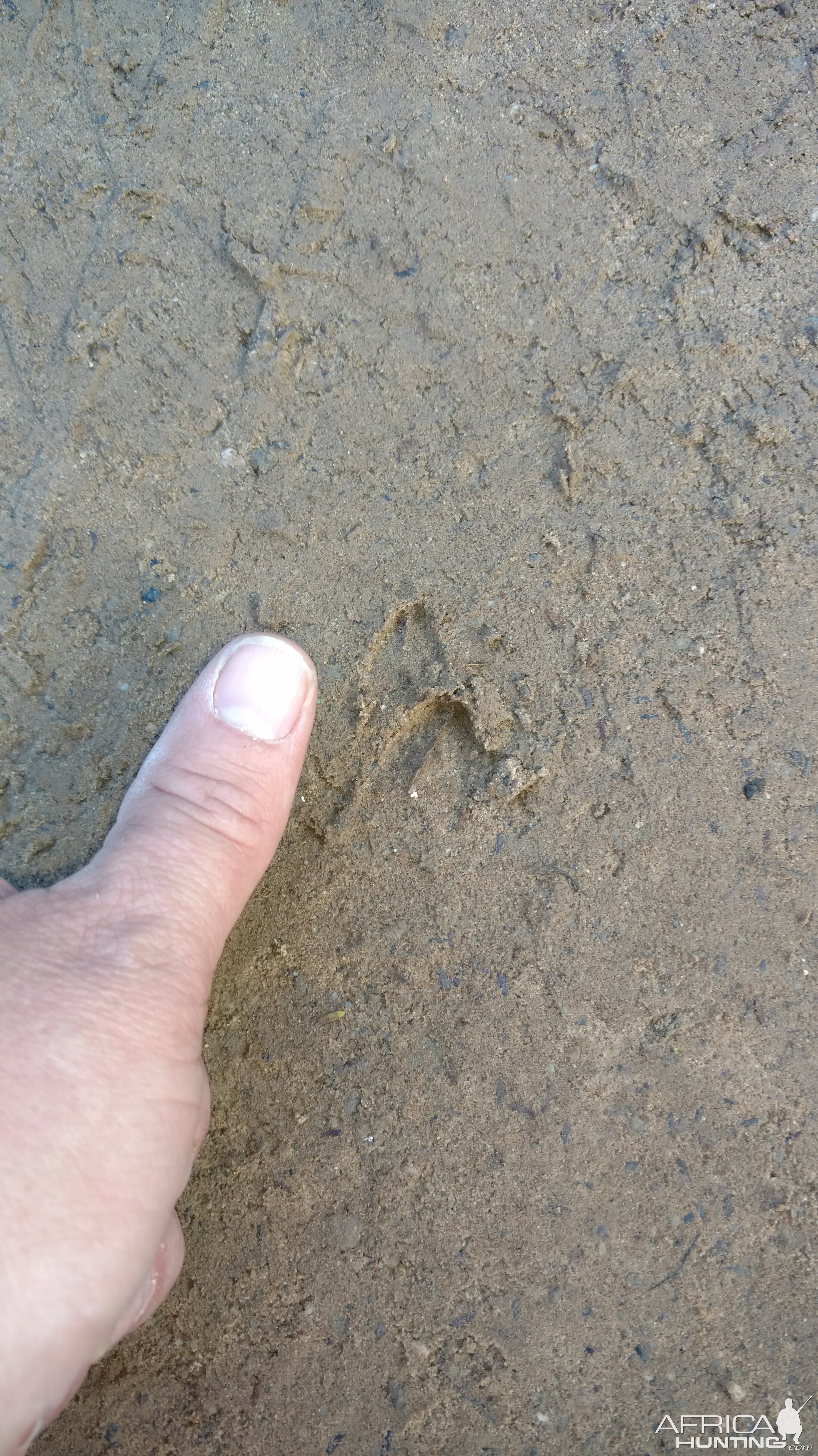 Blue Duiker Track