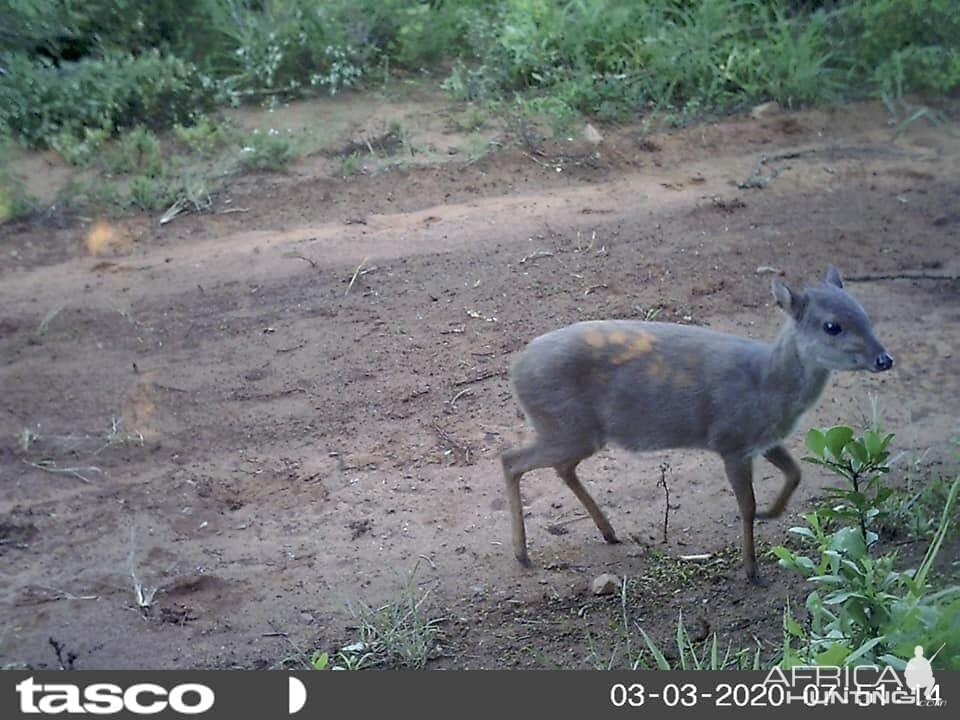 Blue Duiker Trail Cam Pictures South Africa