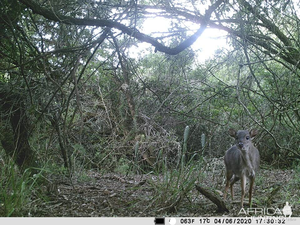 Blue Duiker Trail Cam Pictures South Africa