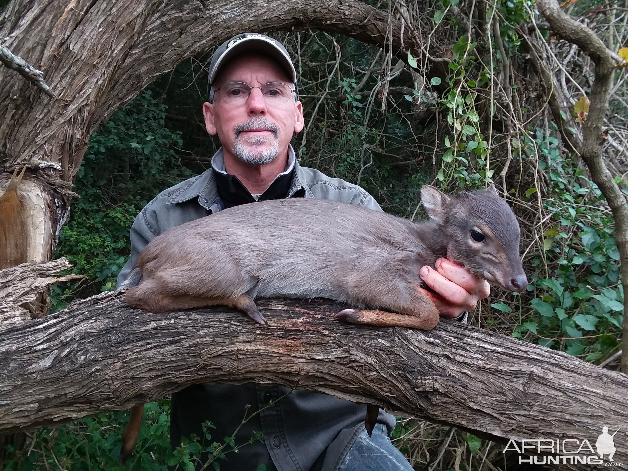 Blue Duiker