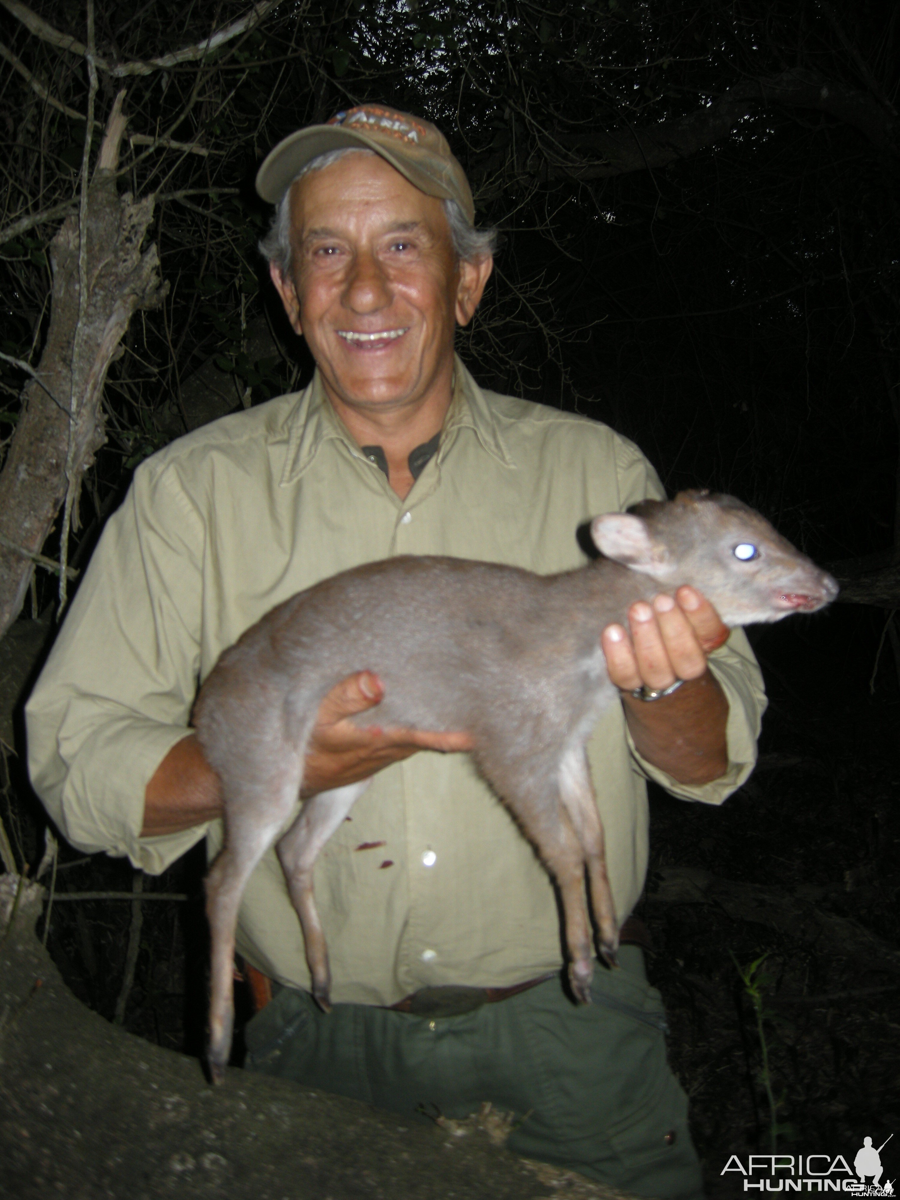 blue duiker