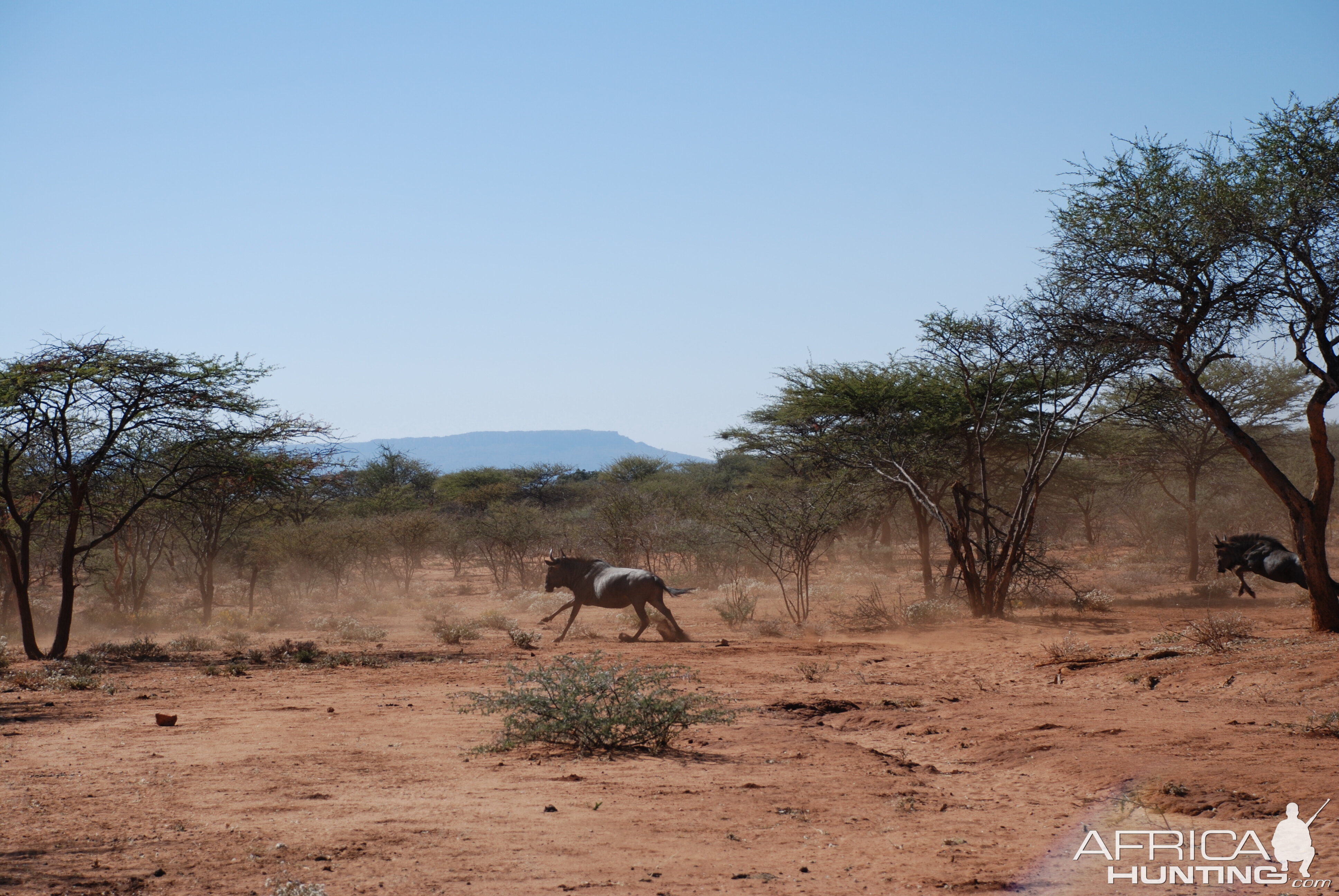 Blue Gnu Namibia