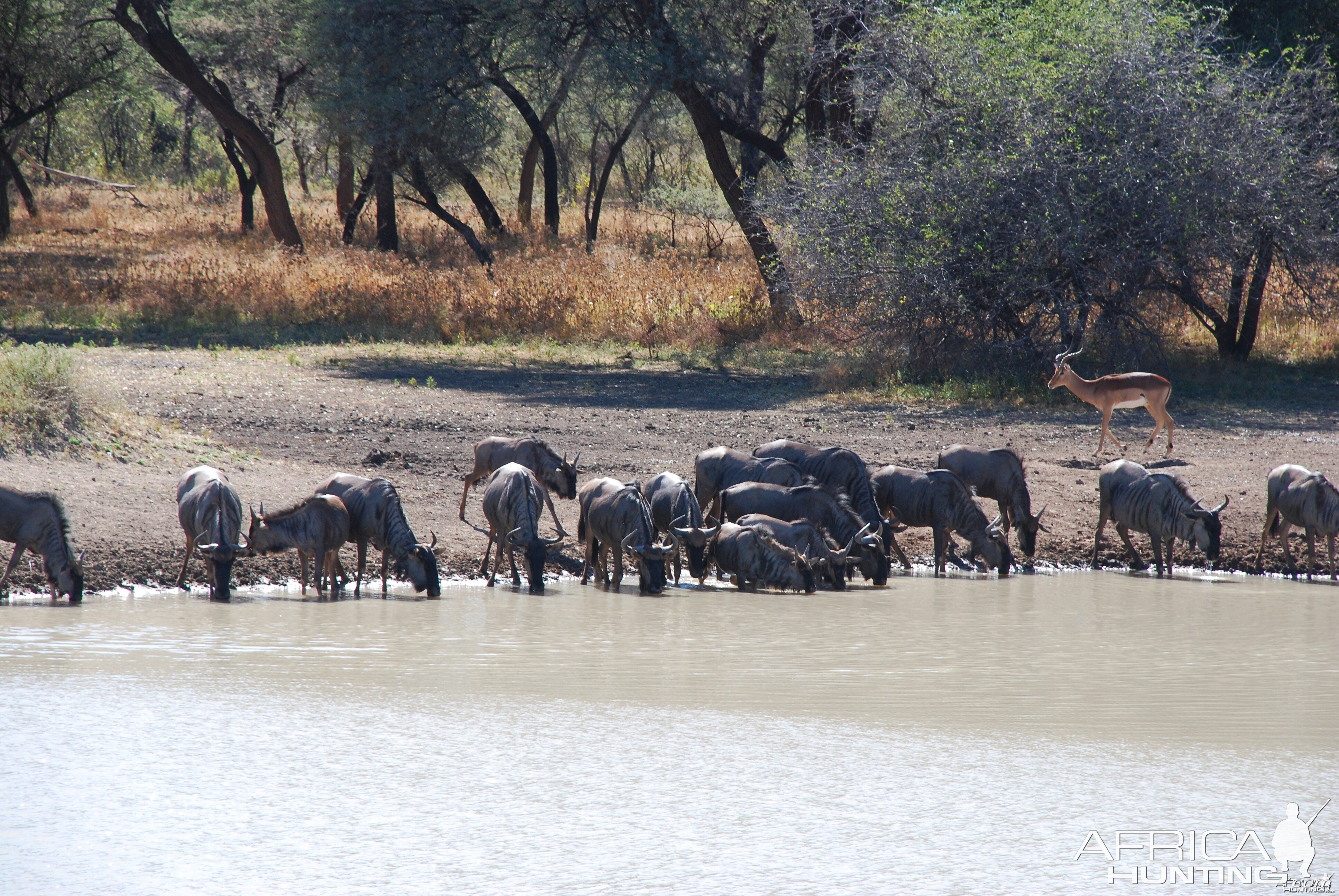 Blue Gnu Namibia