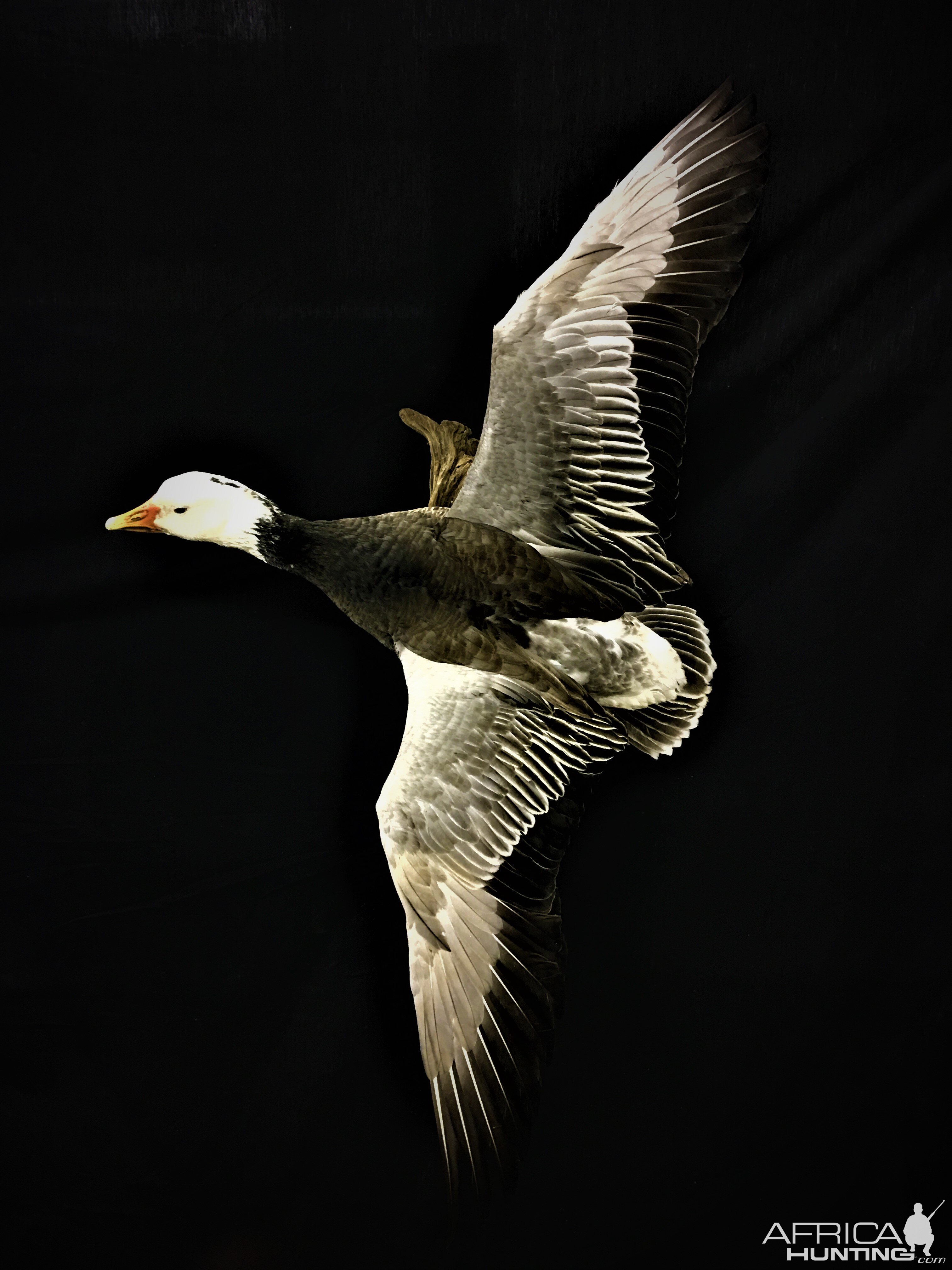 Blue Goose Full Mount Taxidermy