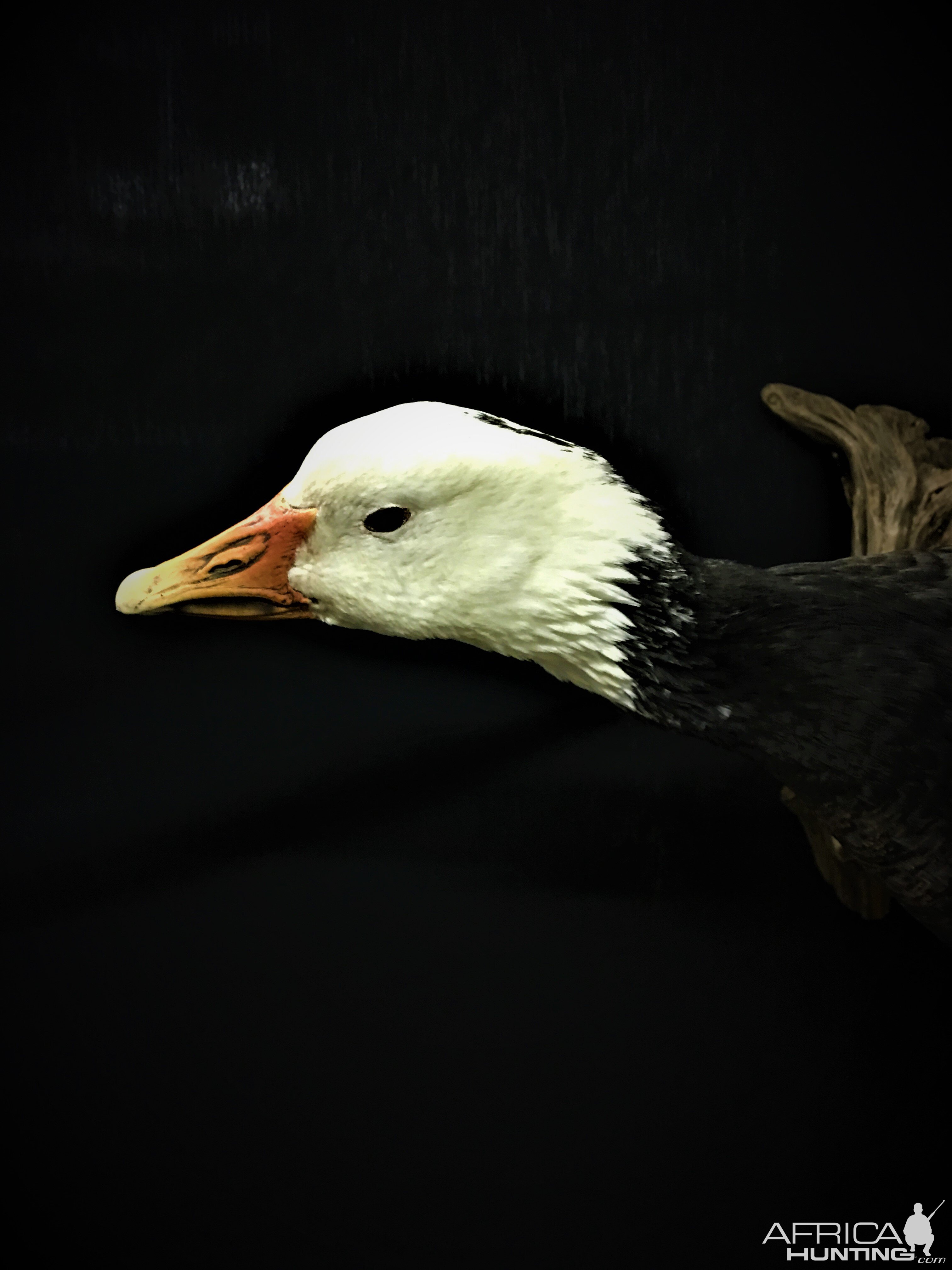 Blue Goose Full Mount Taxidermy