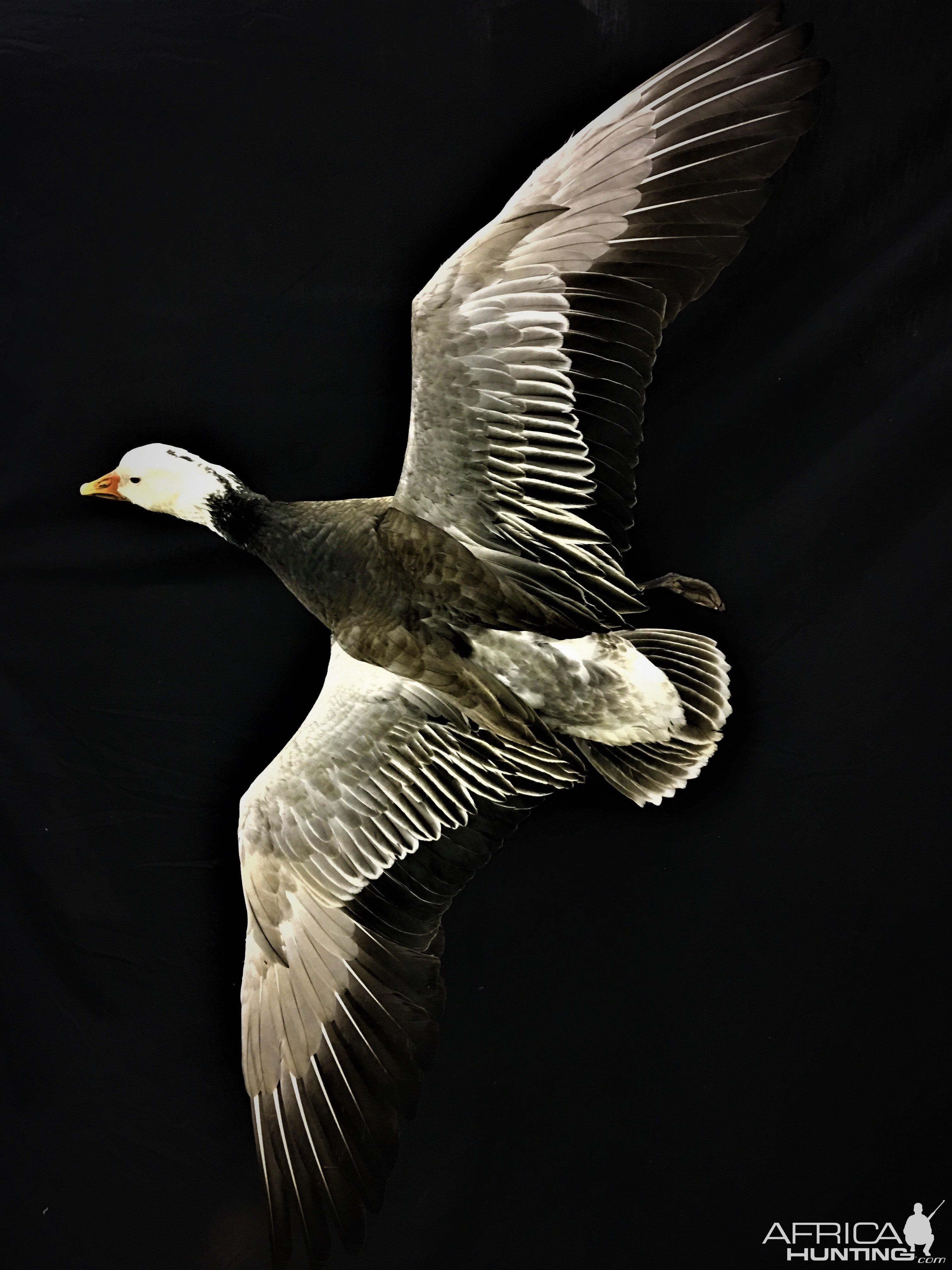 Blue Goose Full Mount Taxidermy