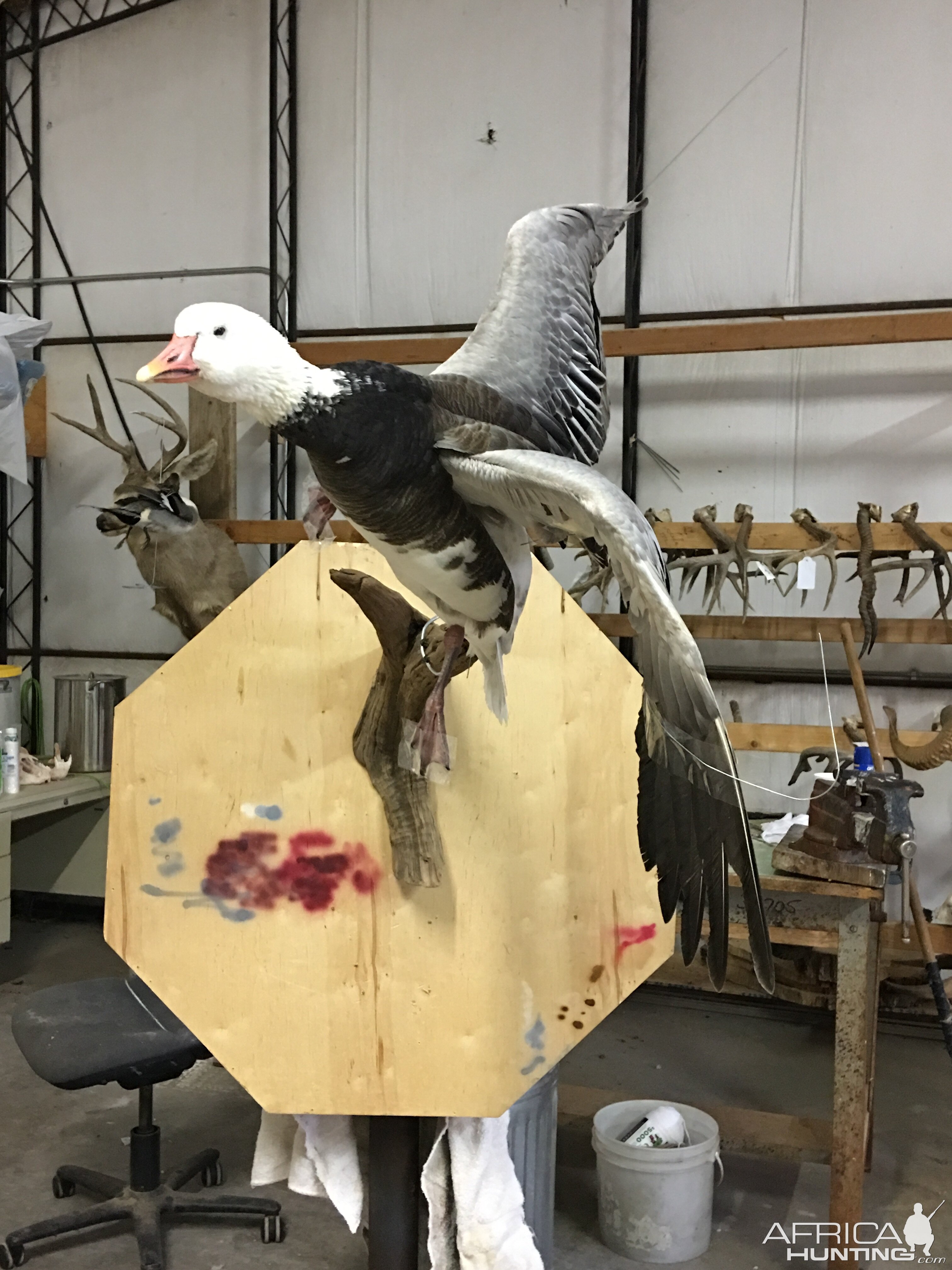 Blue Goose Full Mount Taxidermy