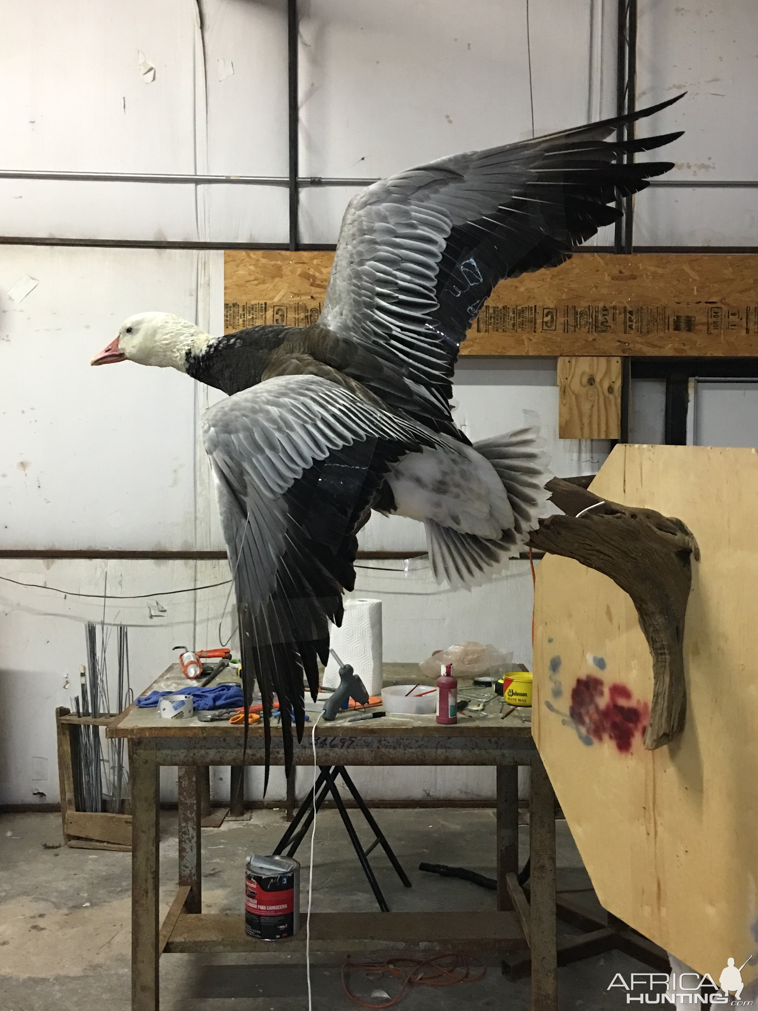 Blue Goose Full Mount Taxidermy