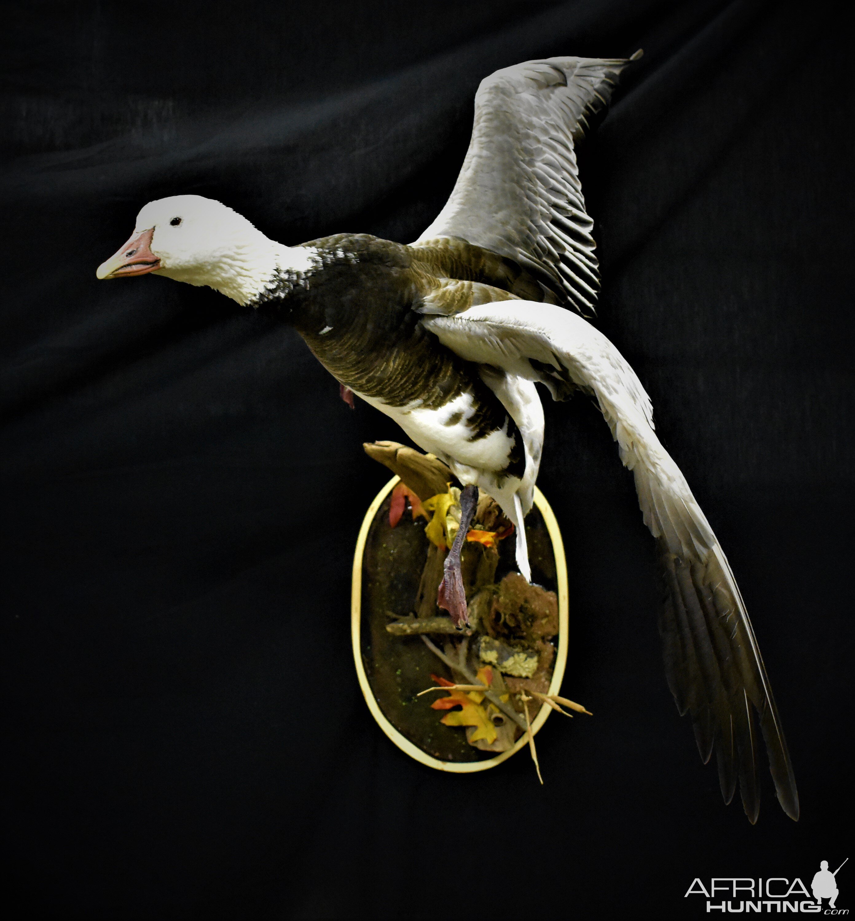 Blue Goose Full Mount Taxidermy