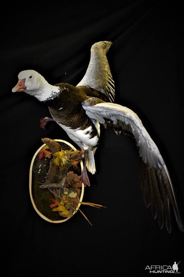 Blue Goose Full Mount Taxidermy