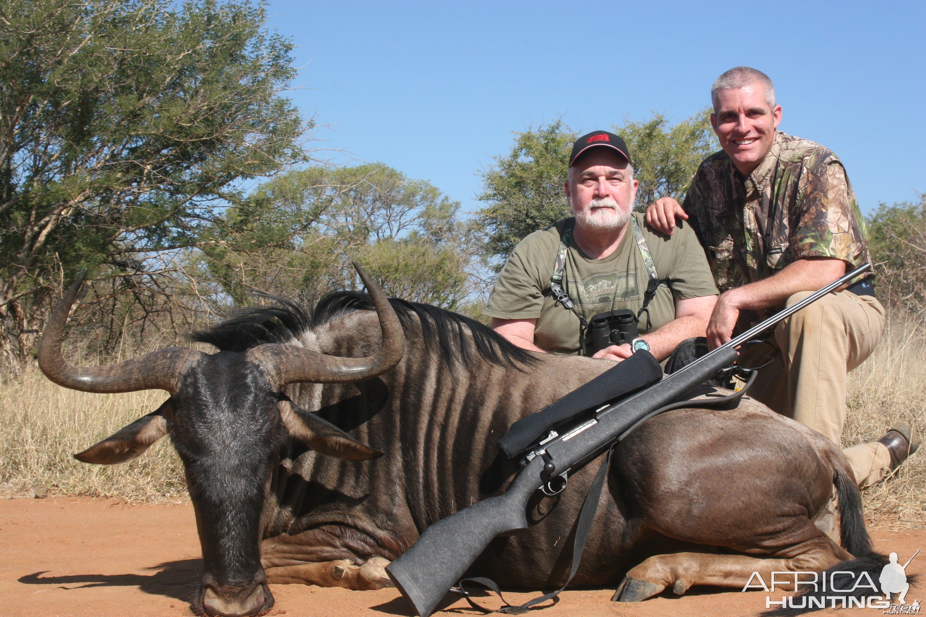 Blue Widebeest w/ Motshwere Safaris