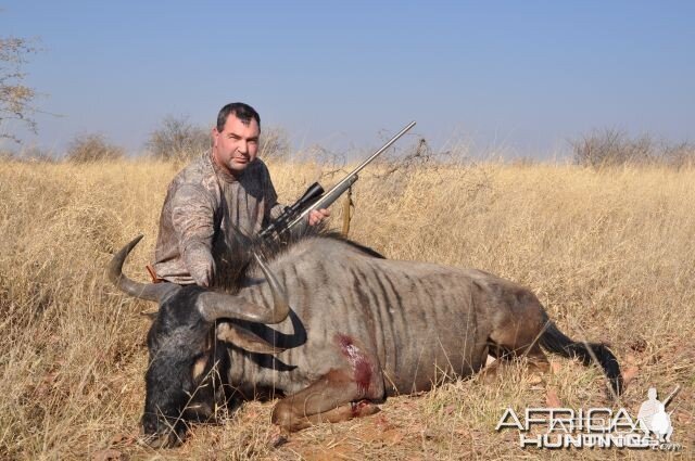 Blue Wildebeast Namibia Hunt