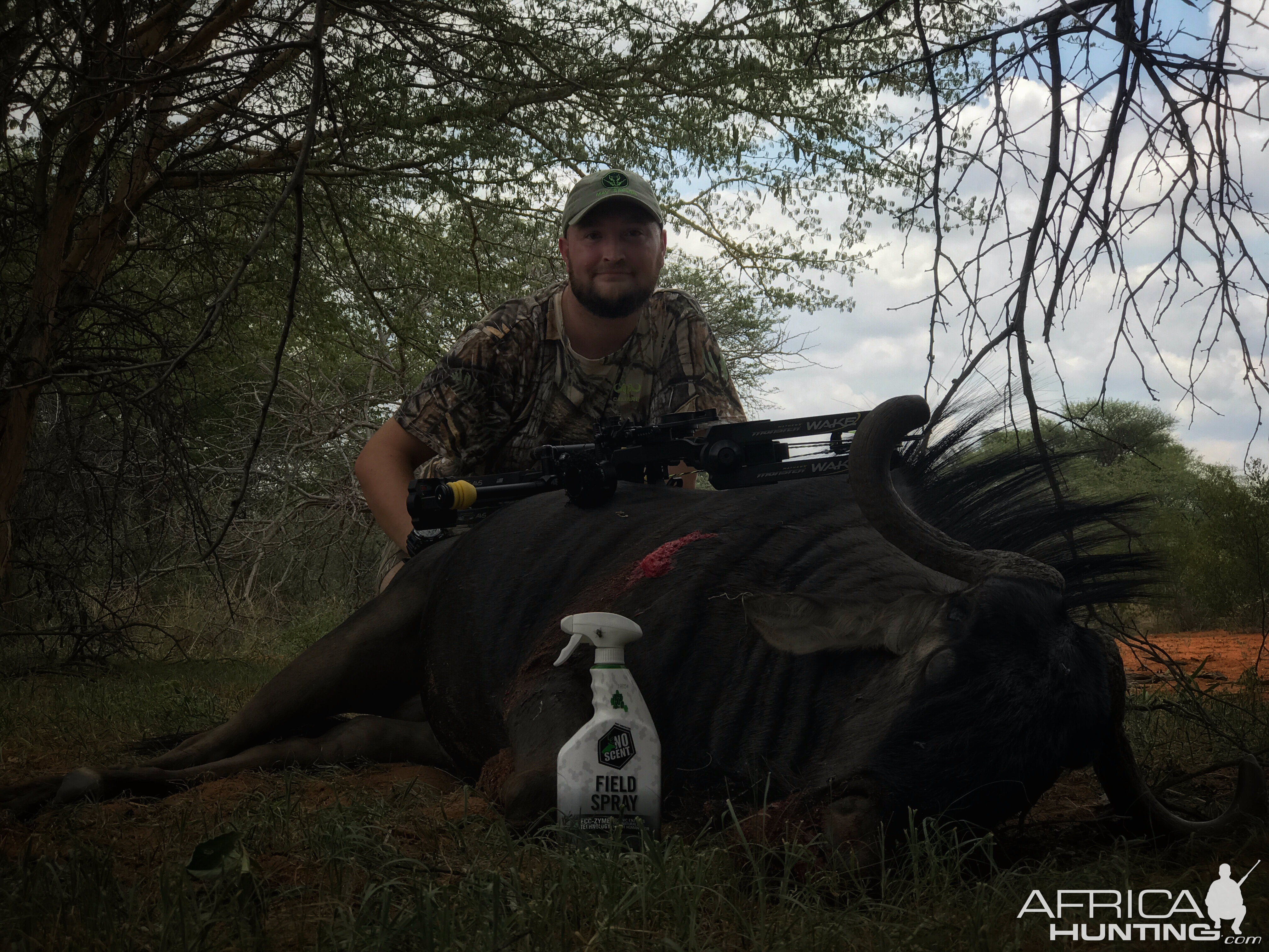 Blue Wildebeest “Connochaetes Taurinus” Bowhunting South Africa